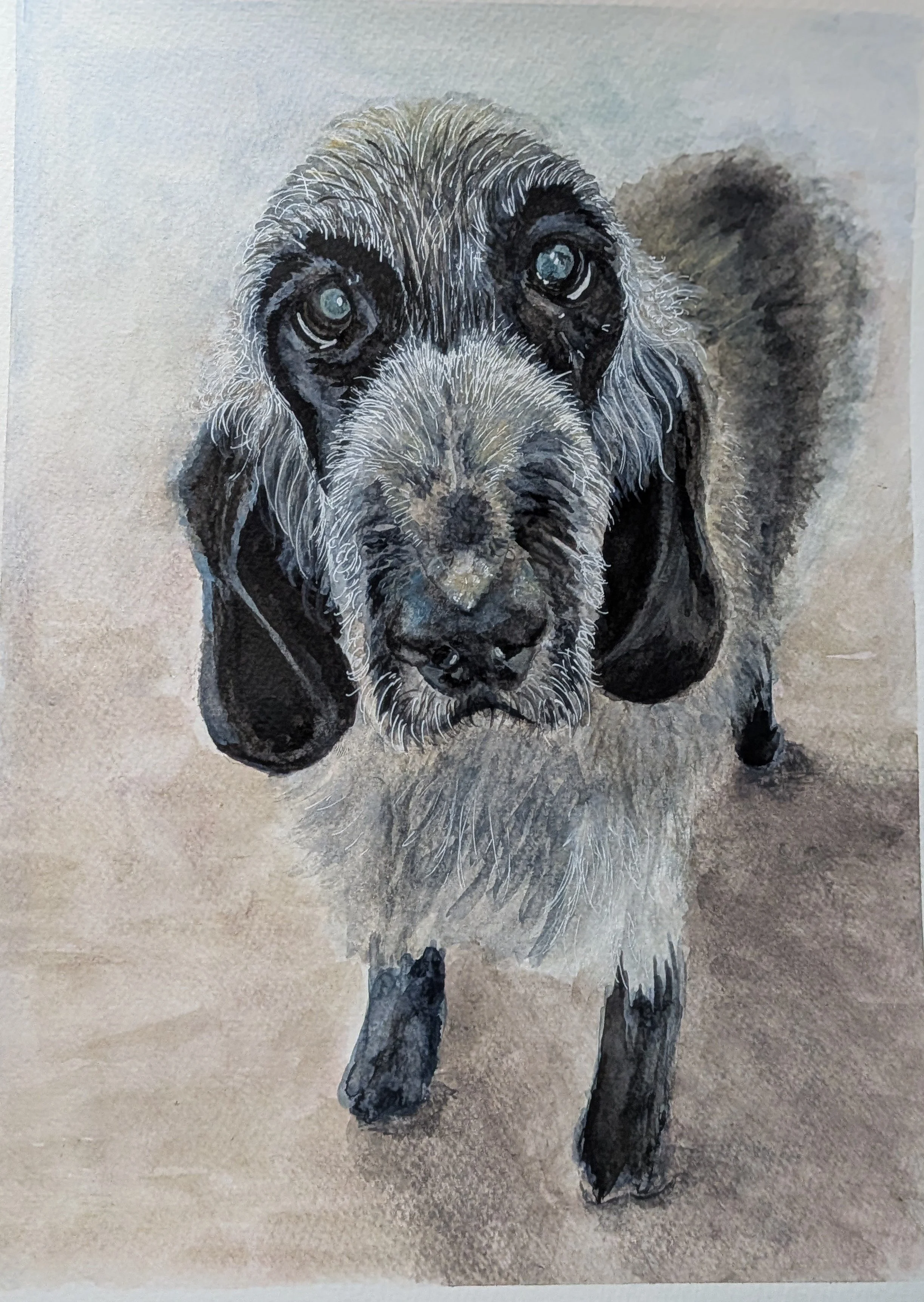 Portrait of a black and gray dog with floppy ears, detailed fur, and expressive eyes, standing on a neutral background.