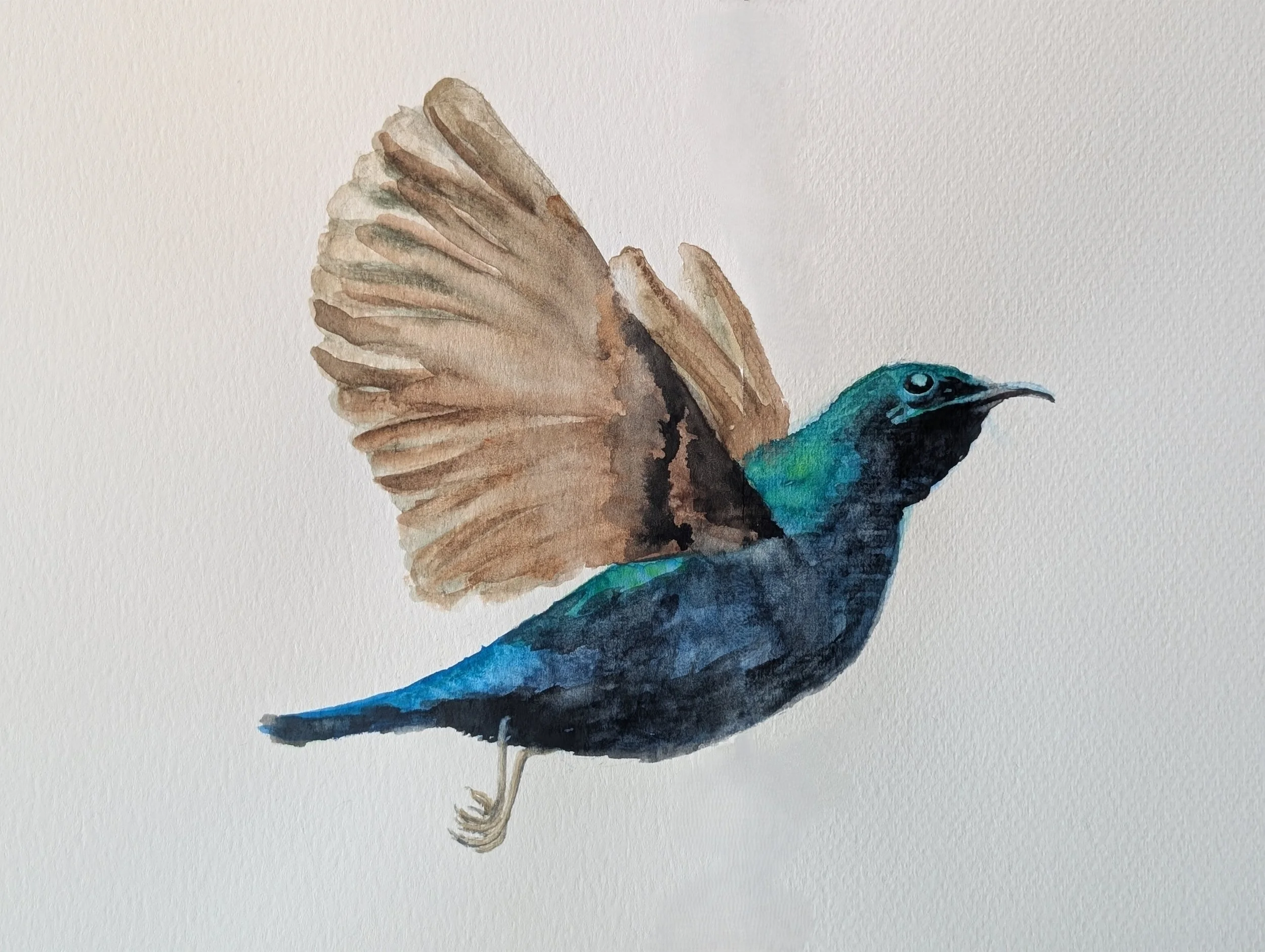 Watercolor painting of a bird with vibrant blue and green feathers, black eye, and brownish wings.