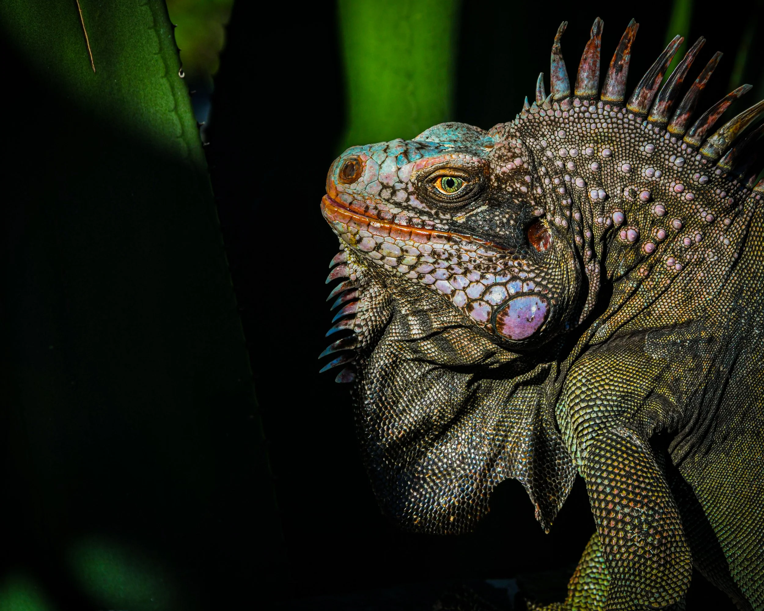Pet Iguana KY.jpg