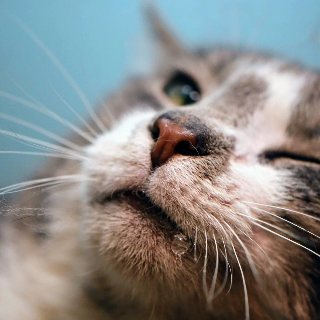 Kentucky Barn Cat.JPG