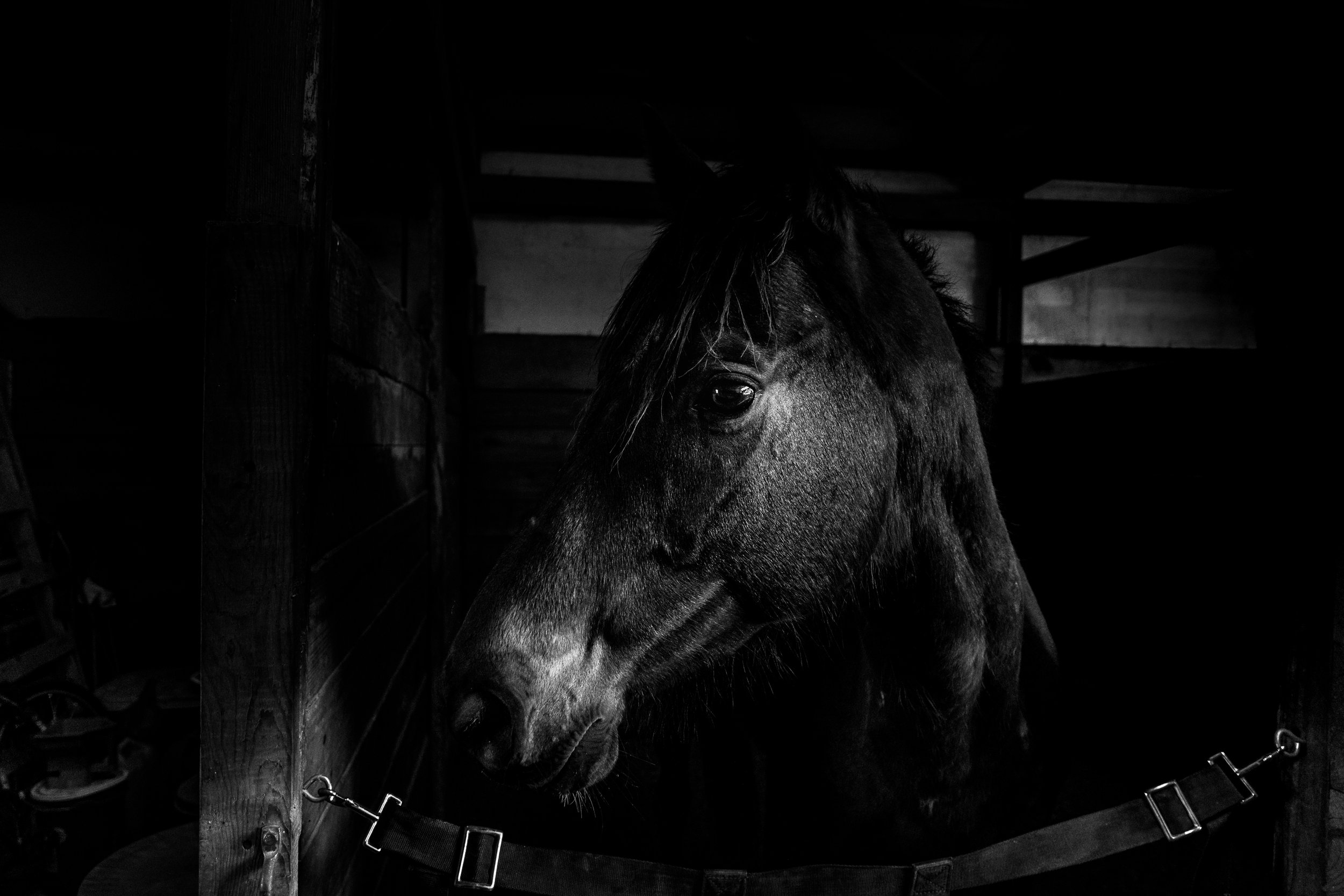 Horse Head Final  (1 of 1).jpg