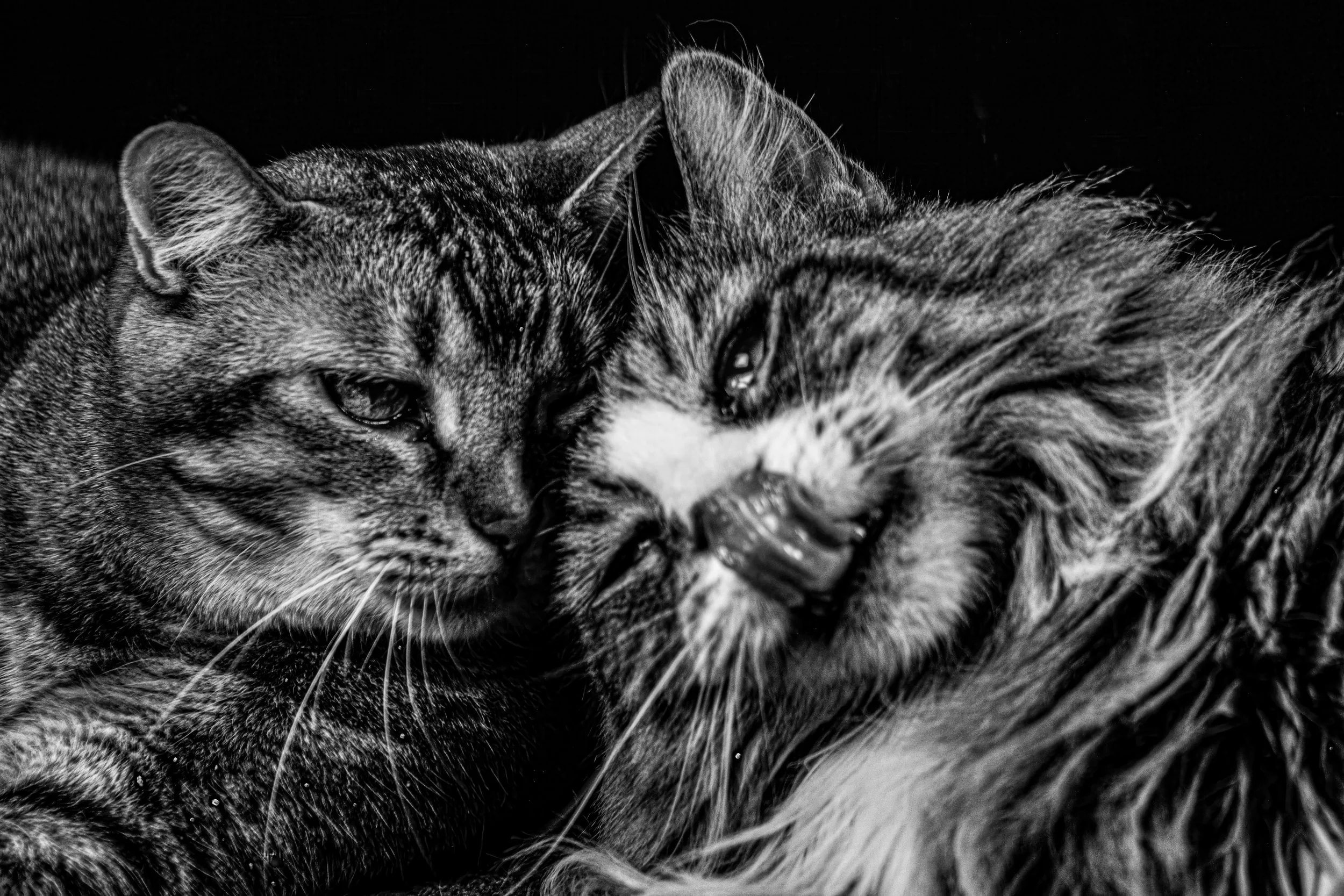 Cats (1 of 1).jpg