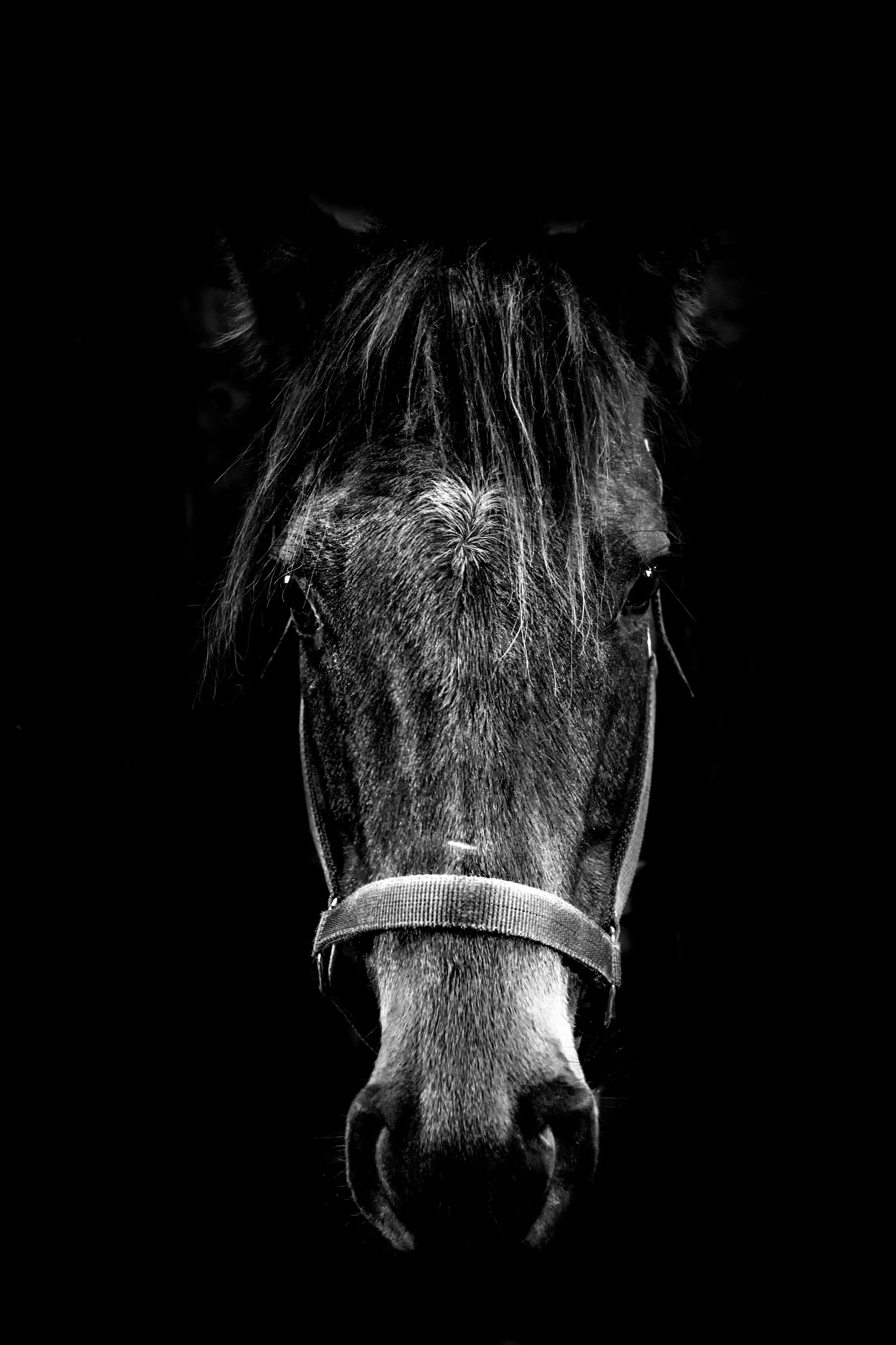 Horse Head Shadow FInal (1 of 1)-4.jpg