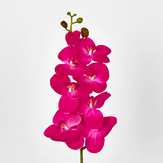 Orchid - Deep Pink