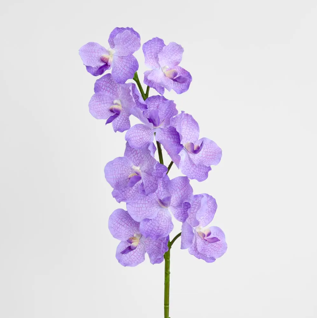 Orchid - Purple