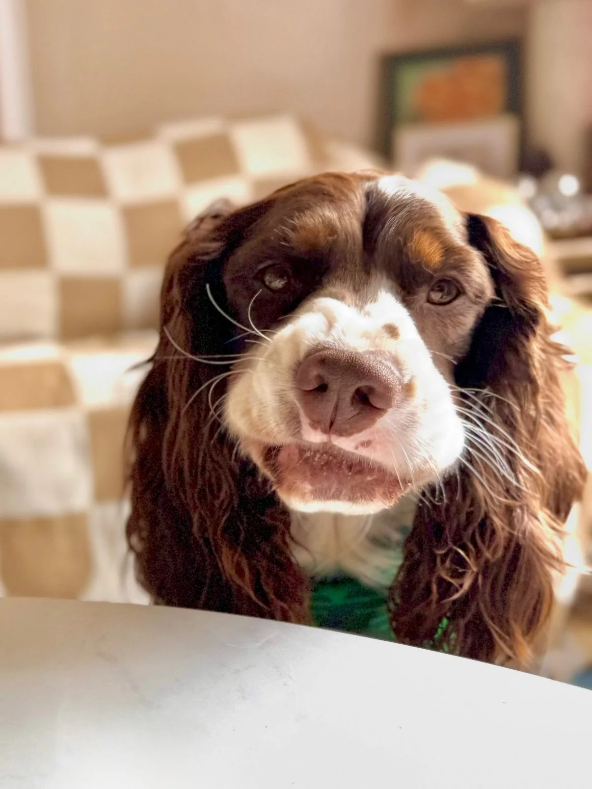 oh this boy! an update on teddy. after endless vet specialist, procedures, test, every horrendous hydrolyzed garbage food in the books, every medication they could throw at him- i went rogue. 

they told me to keep him on all the meds&hellip; 
budese