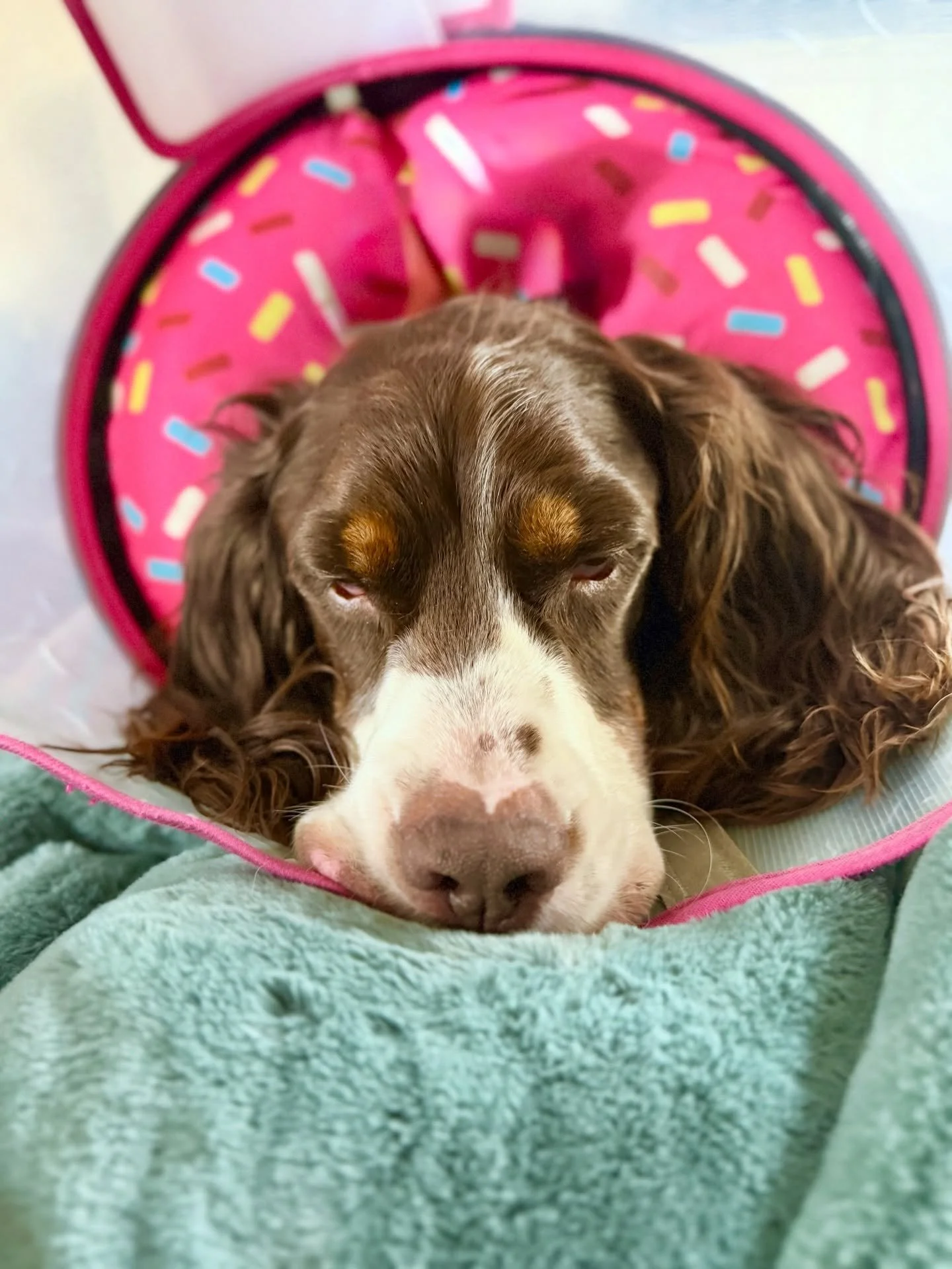 well, well, well, i may have stumbled upon a solution to a teddy problem while trying to solve another! 

we went on a hike this weekend. and while i have been hyper fixated on keeping penny&rsquo;s sensitive toes warm, i didn&rsquo;t even think to c