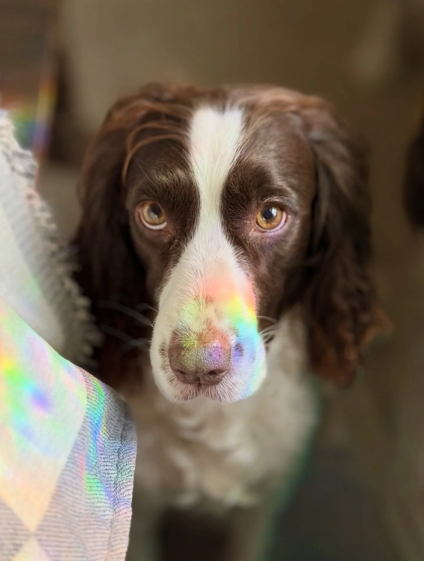 chakra download in progress&hellip; 🧘&zwj;♀️
system running normally. 🖥️ 
minor malware detected in the background. 🦠 responding to the name dottie. 💜🤣

#rainbowboop #fosterdog #springerspaniel #curlyears #girlsbestie