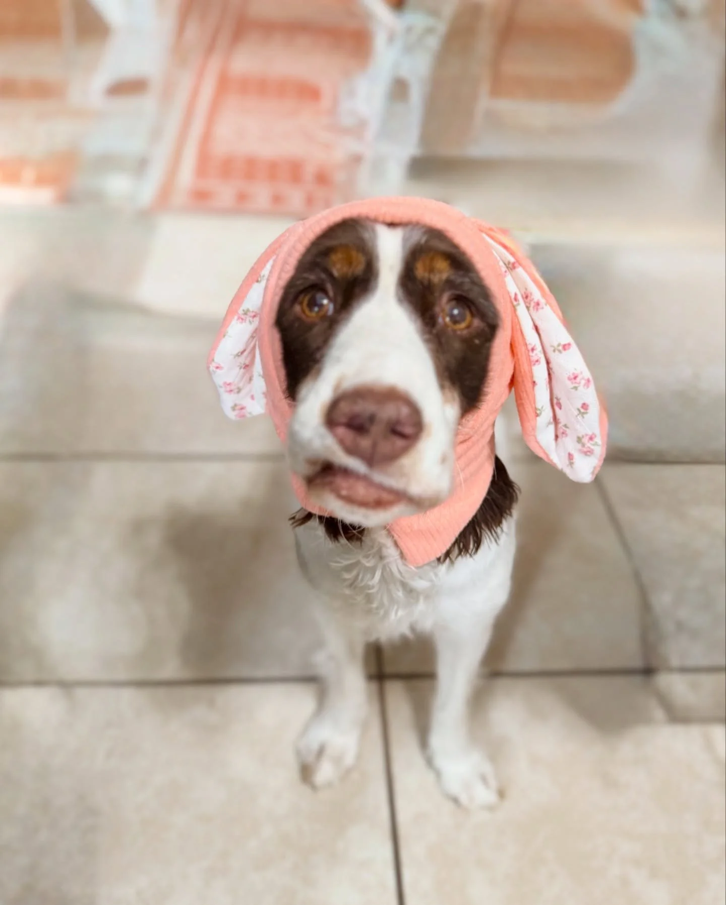 someBUNNY special wants to wish you a HOPPY easter!! 🐣💐

#easterpuppy #fosterdog #stagemom #dogmom #hoppyeaster