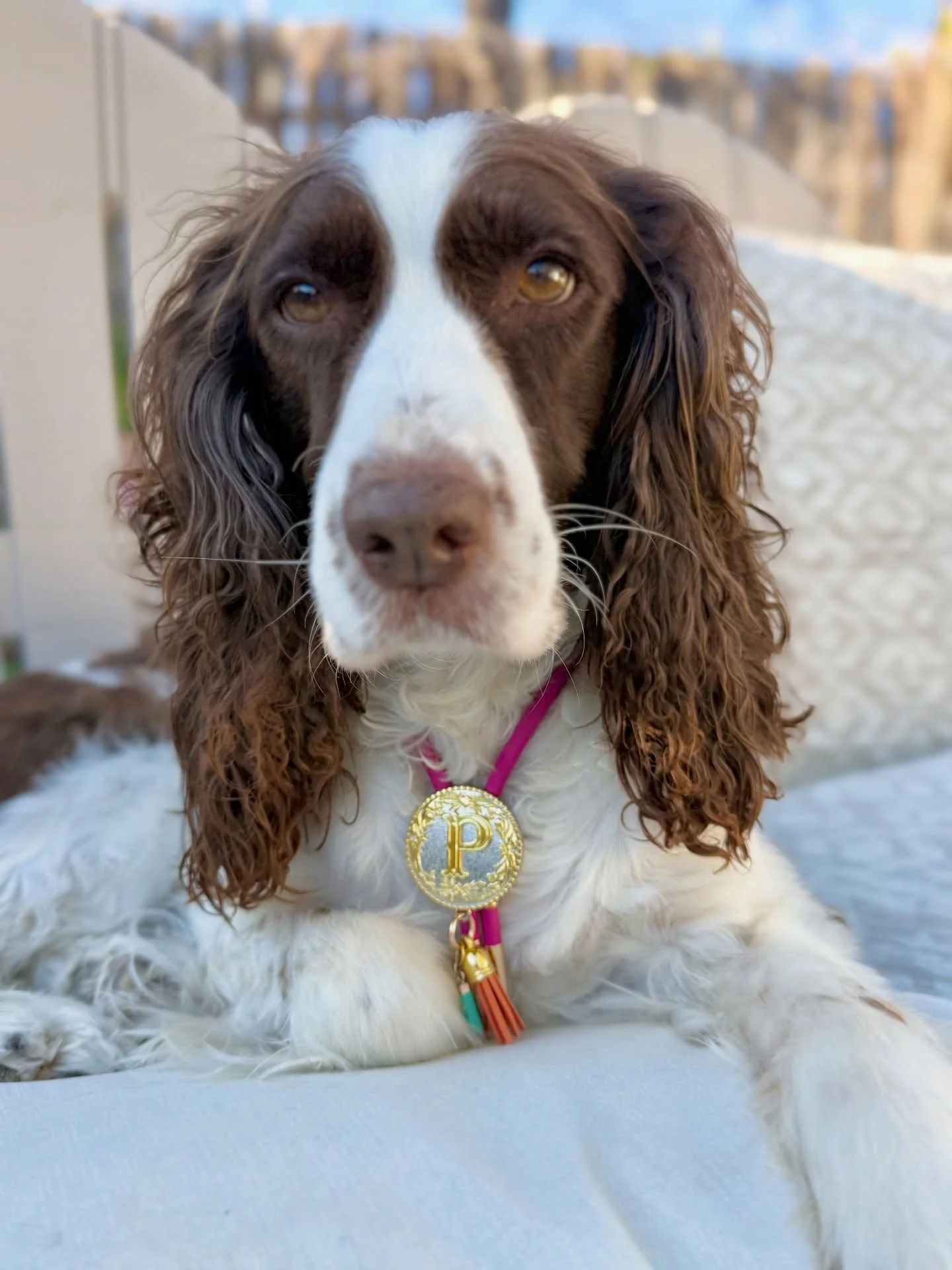 i don&rsquo;t dress up for attention.
i dress up in case someone needs to fall in love with me unexpectedly.

xoxo besties, penny jo 🍀

cowgirl&hellip; but i refuse to be subtle about it. this one&rsquo;s in the shop if you were wondering. 🤎

#dogs