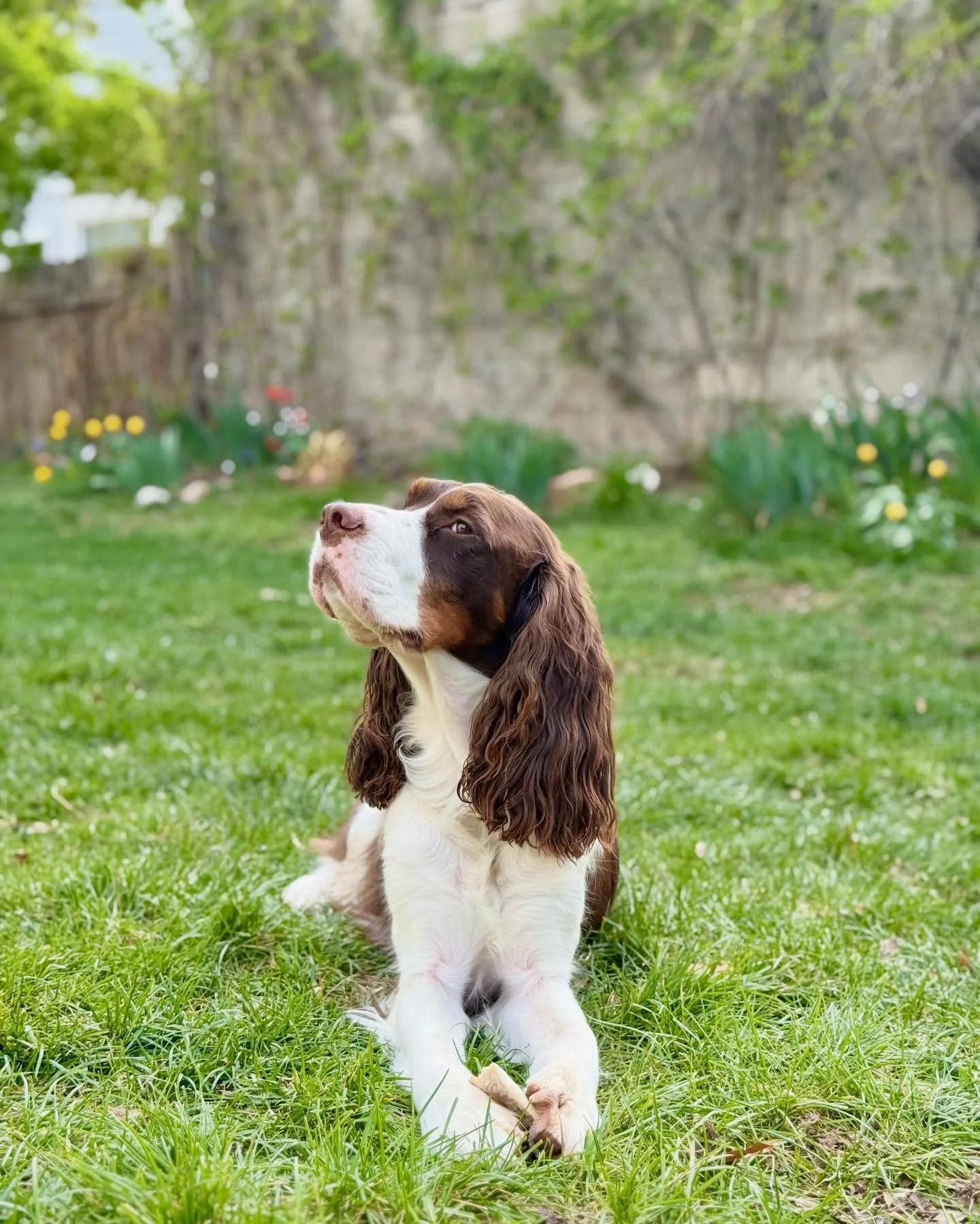 there&rsquo;s something special about friday evenings. and something special about this little heart nosed boy.

#springerspaniel #dogmomlove #dogsofinstagram #fosterdog #fosterfail