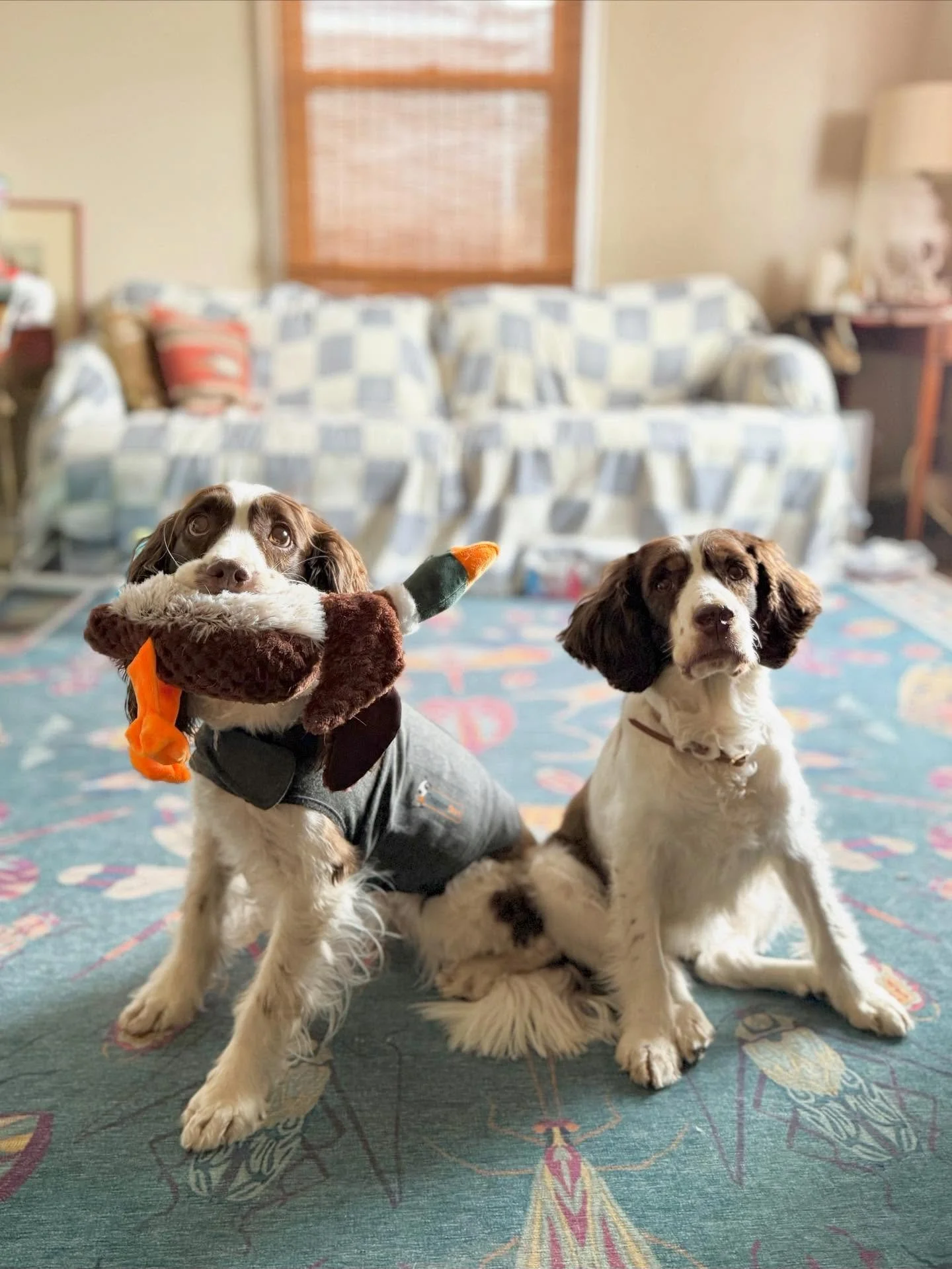 i&rsquo;ve never had a dog that was bothered by thunder. 🌈mac and polly were raised on construction sites. they learned to sleep to the screech kf a chop saw covered in sawdust. thunder was nothin&rsquo;

and then along came penny jo&hellip; i assum