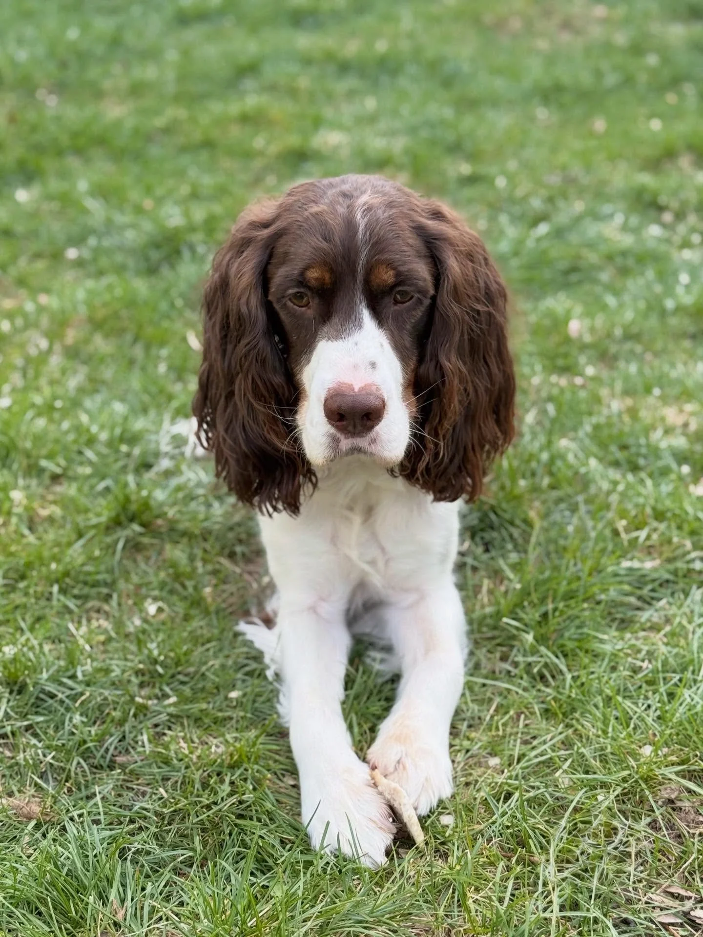 came with a heart on his nose and absolutely nothing going on behind his eyes. he is perfect.

#SpringerSpaniel #RescueDog #HeartNose #boydogmom #fosterdoglove