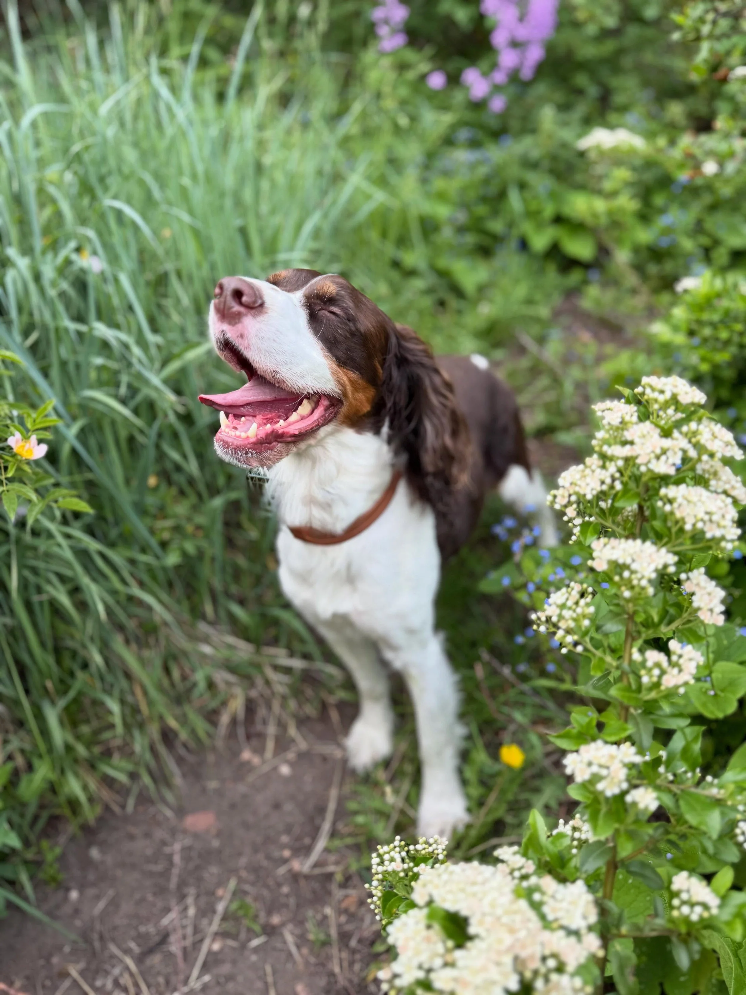 i swear by this: repeated adventures do something to their little pup brains.

a few days in a row of sniffing new trails, hearing different birds, stepping over creeks, deciding which stick deserves the privilege of being carried up and down the tra