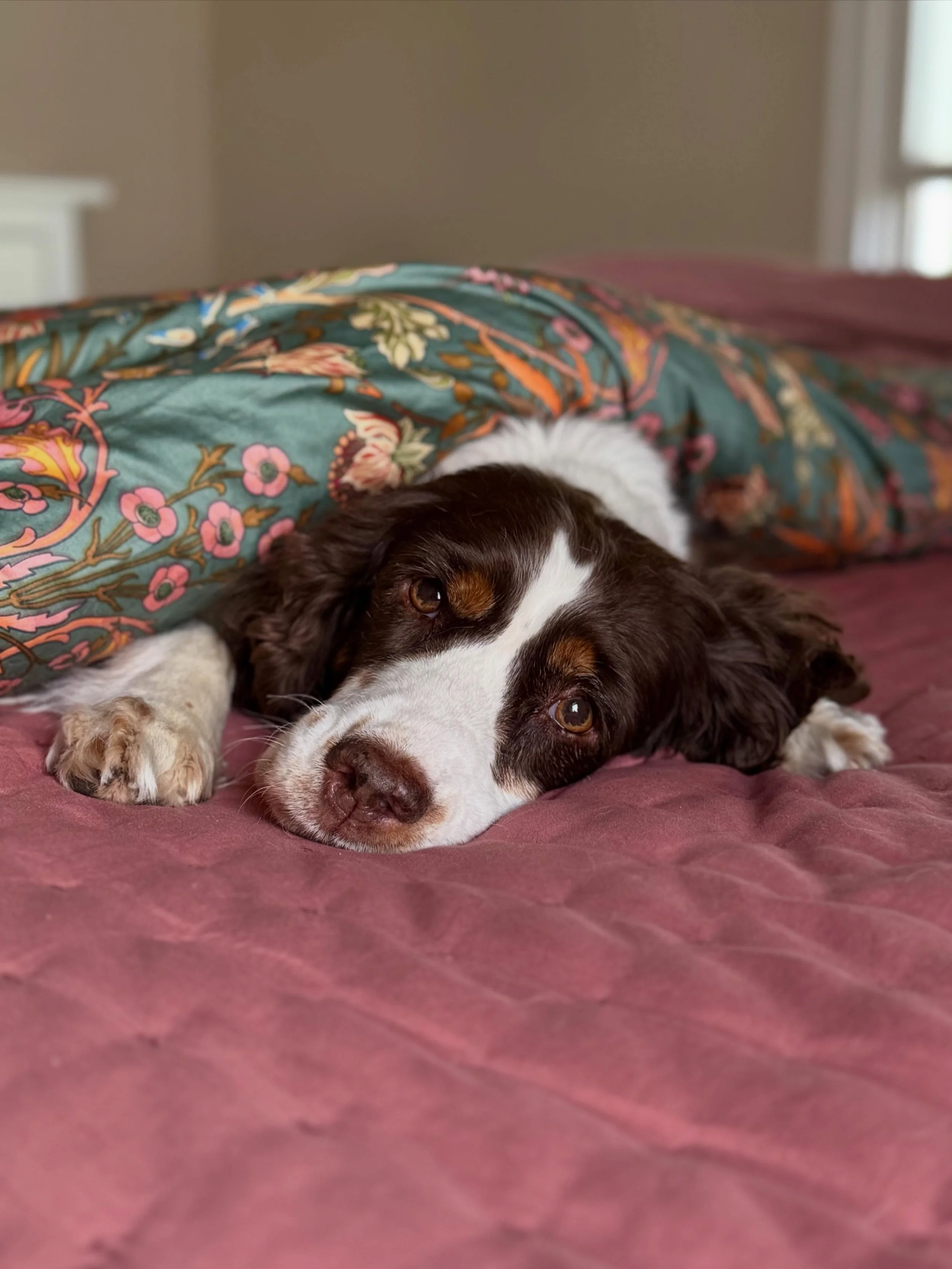 it&rsquo;s impressive how quickly dottie adapted to indoor life considering all she gave up on the streets.

food insecurity.
uncertain sleeping arrangements.
brawls over water.

the transition to scheduled meals and climate control couldn&rsquo;t ha
