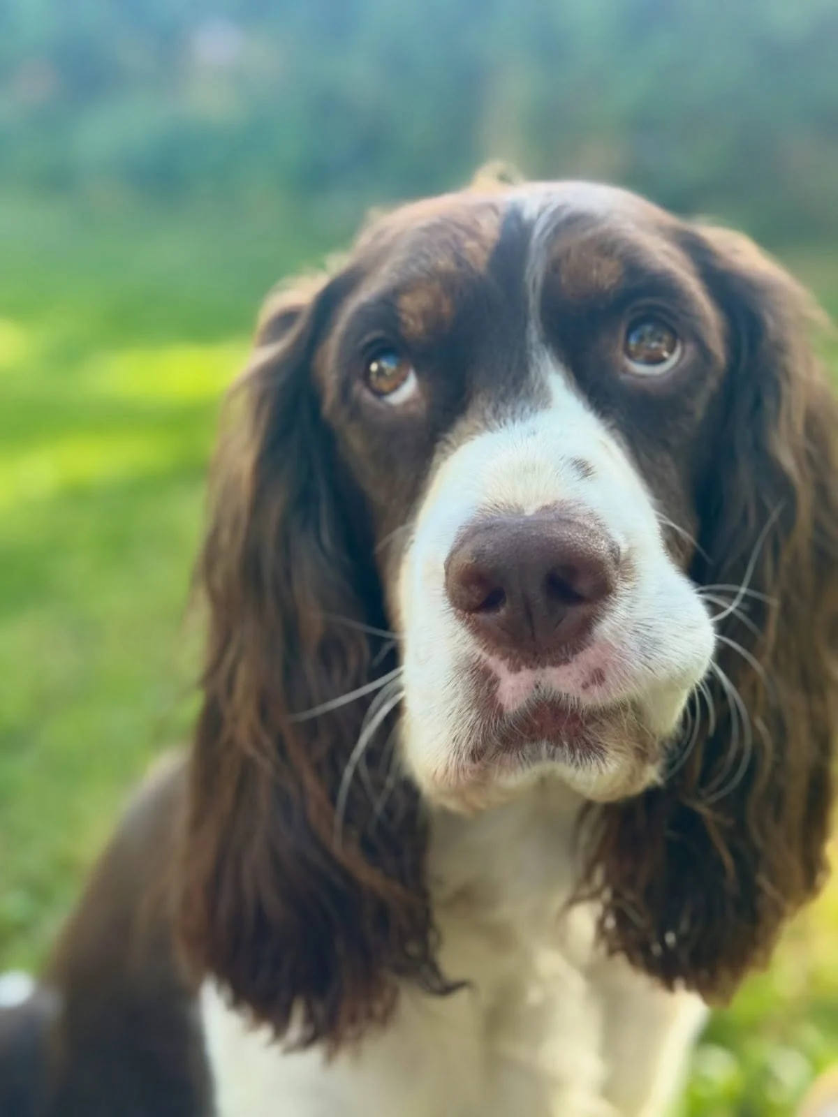 oh this little face. there is something about those spaniel eyes 👀. they melt me. and he knows it. i know it. so here we are 🤣

#springerspaniel #fosteringdogs #tipsforfosteringdogs #springerspanielgroom #photoshootwithdogs