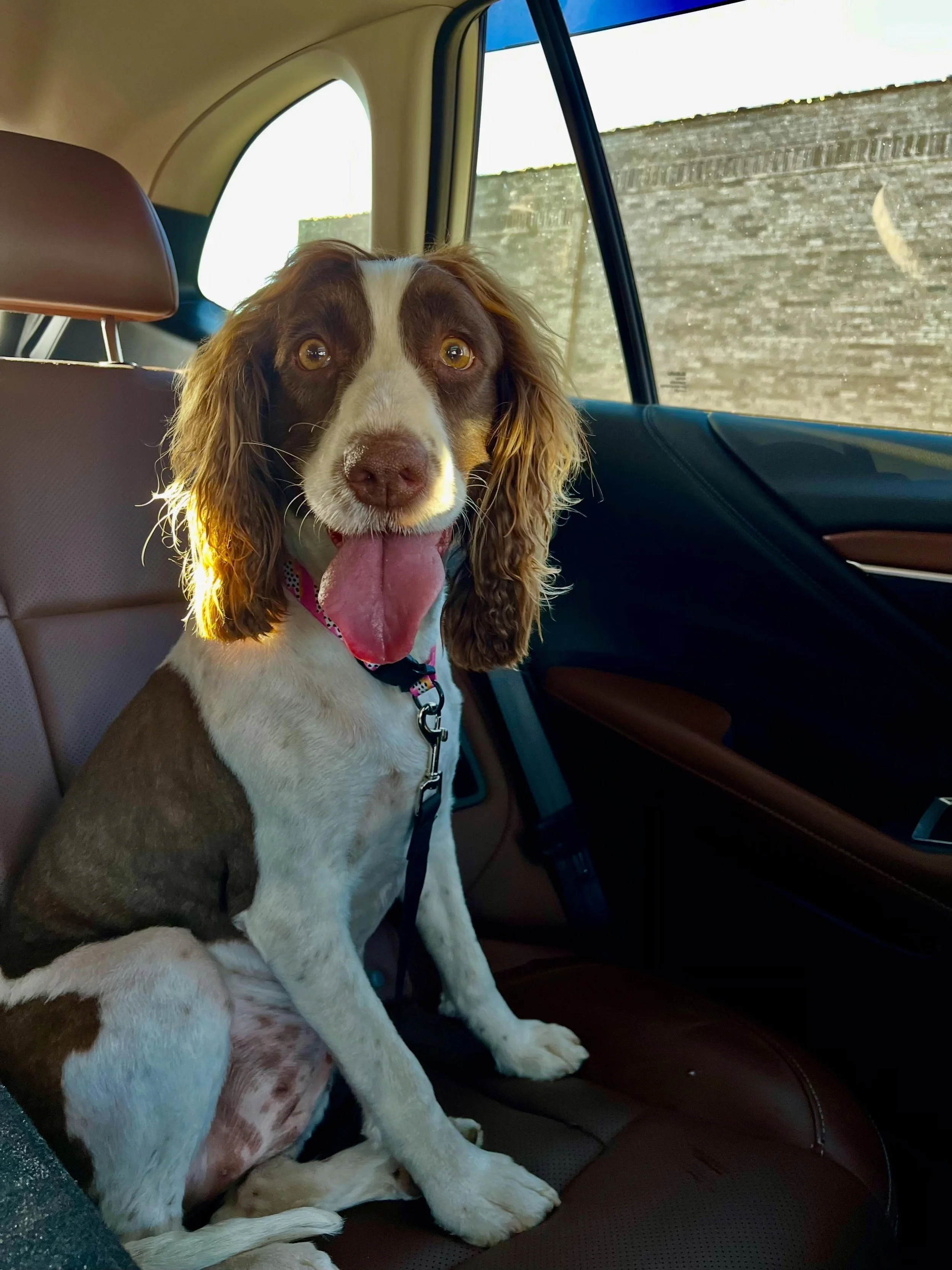 before penny was a hiking dog, an adventure dog, or even really a house dog&hellip; she was an outdoor dog.

while the bernese mountain dogs slept inside. the poodles slept inside. (neglect the spaniel, but breed more doodles 😠)

penny stayed outsid