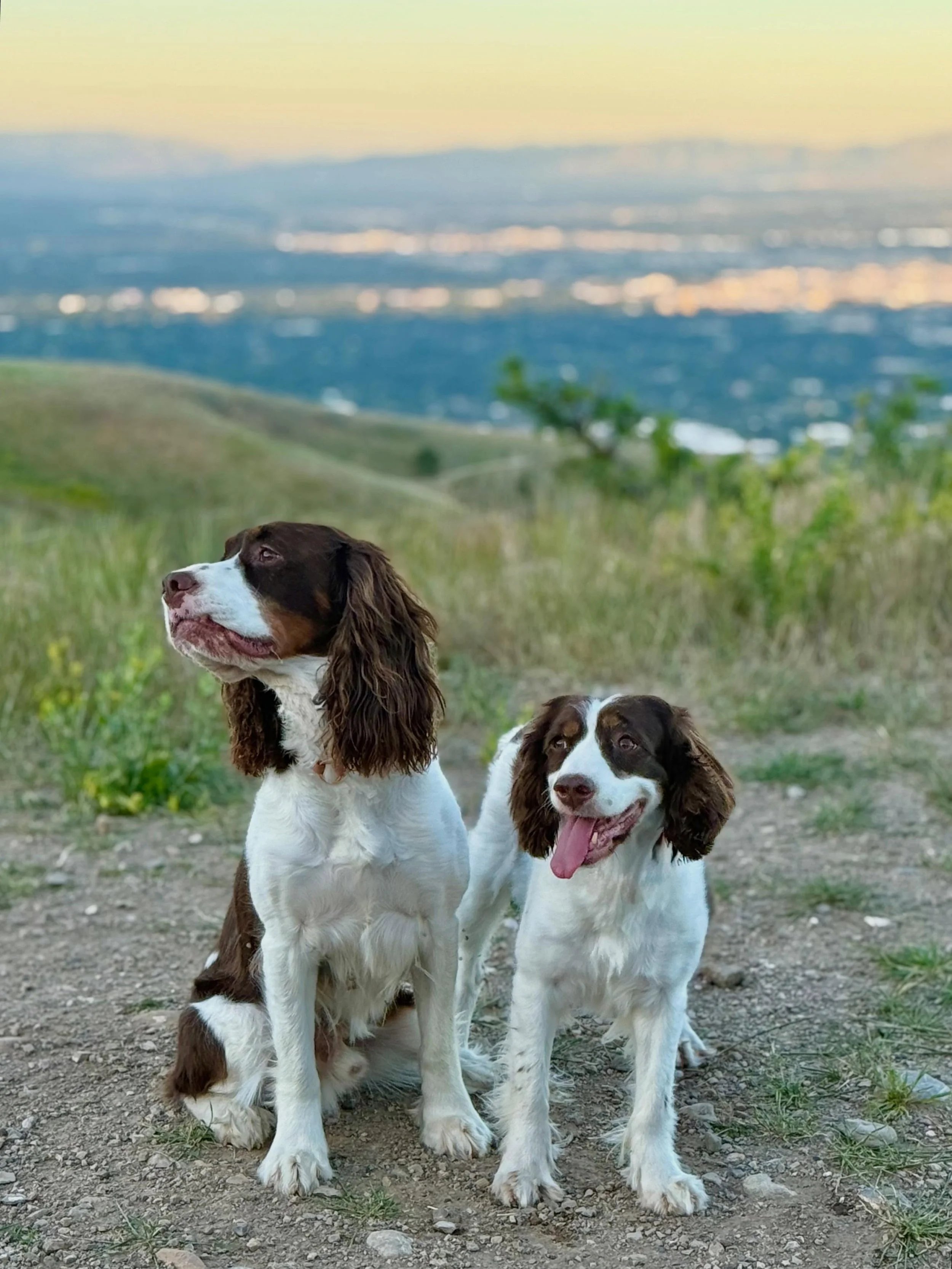 we knew the wildflowers wouldn&rsquo;t be around for long this year- so we set our alarms for 5am and were on the mountain for sunrise. 

the flowers are sparse this year from a dry, warm winter - but get out their asap if you want to enjoy them. 

w