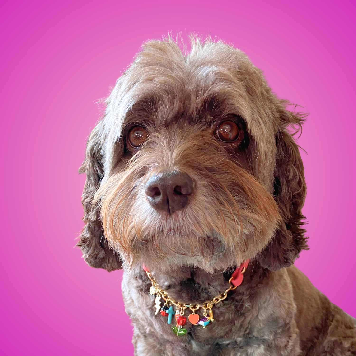 charm collar, dog collar, best friend dog