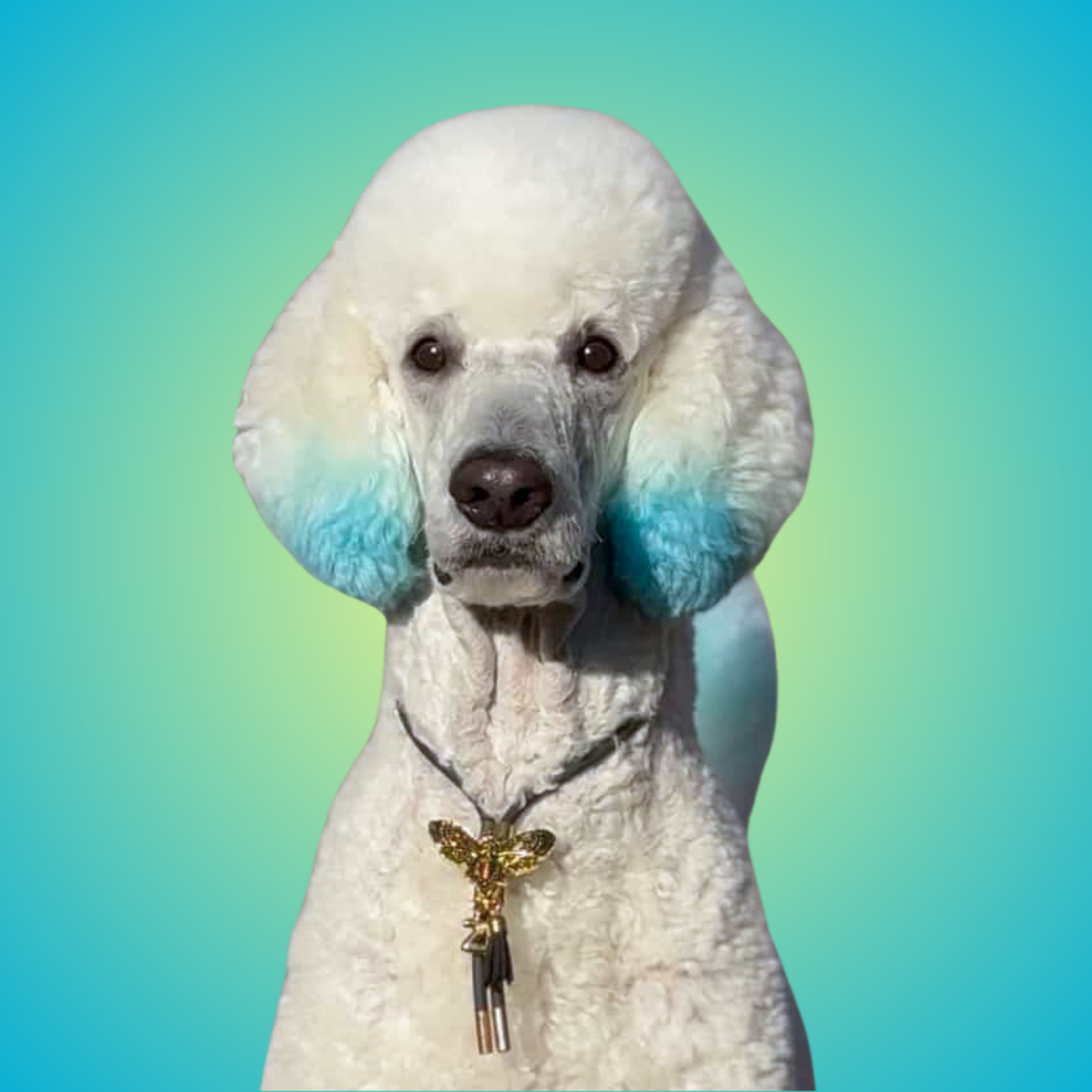 poodle, dog collar, dog jewelry, dog gift, gift for dog, dog mom