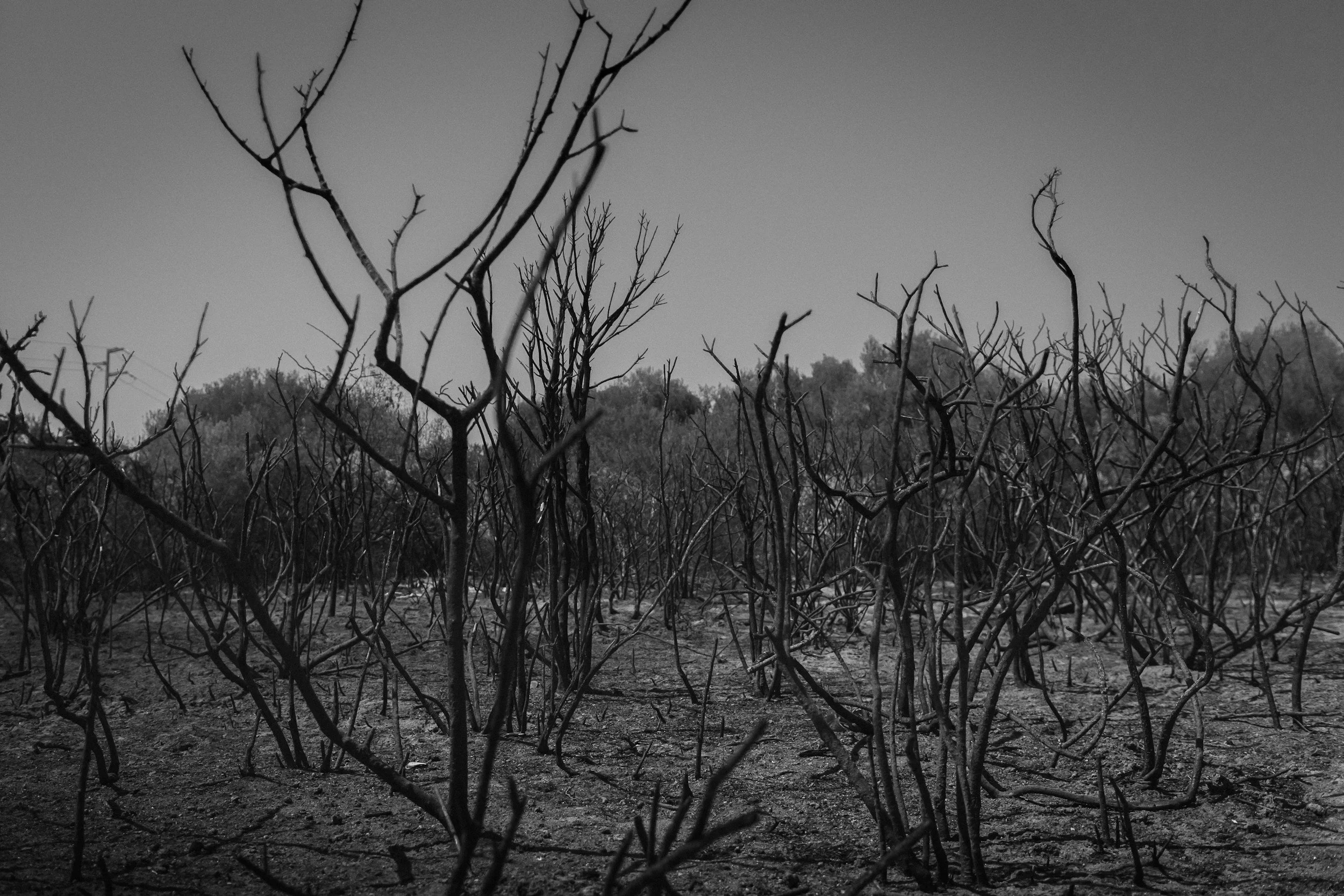 Black and white image of a landscape with burnt, leafless trees and dry ground, under a clear sky.