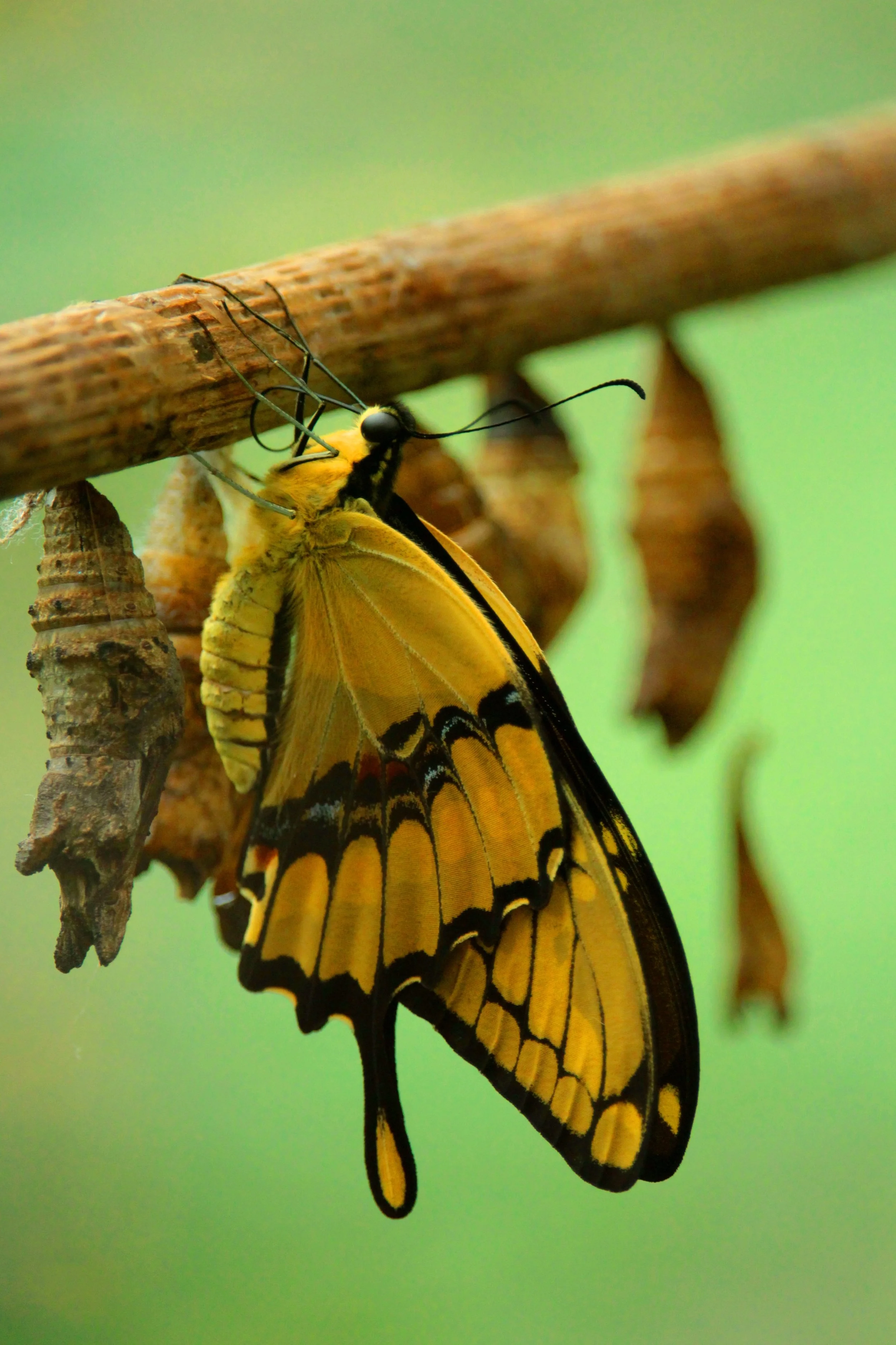 A yellow and black butterfly emerging from a chrysalis, hanging from a brown twig against a blurred green background.
