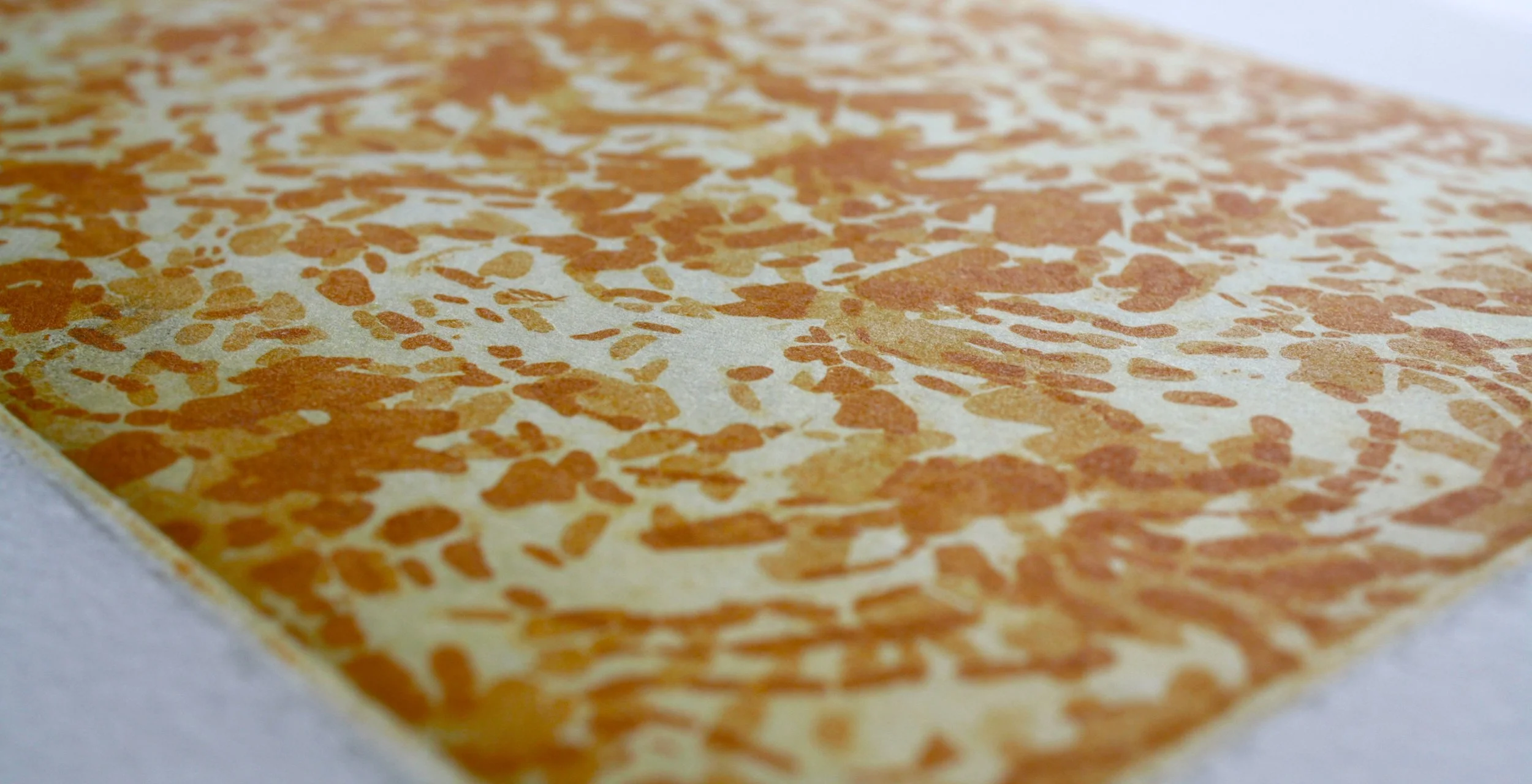 Jen_Tarry-Smith_Apricot Delight_detail.JPG