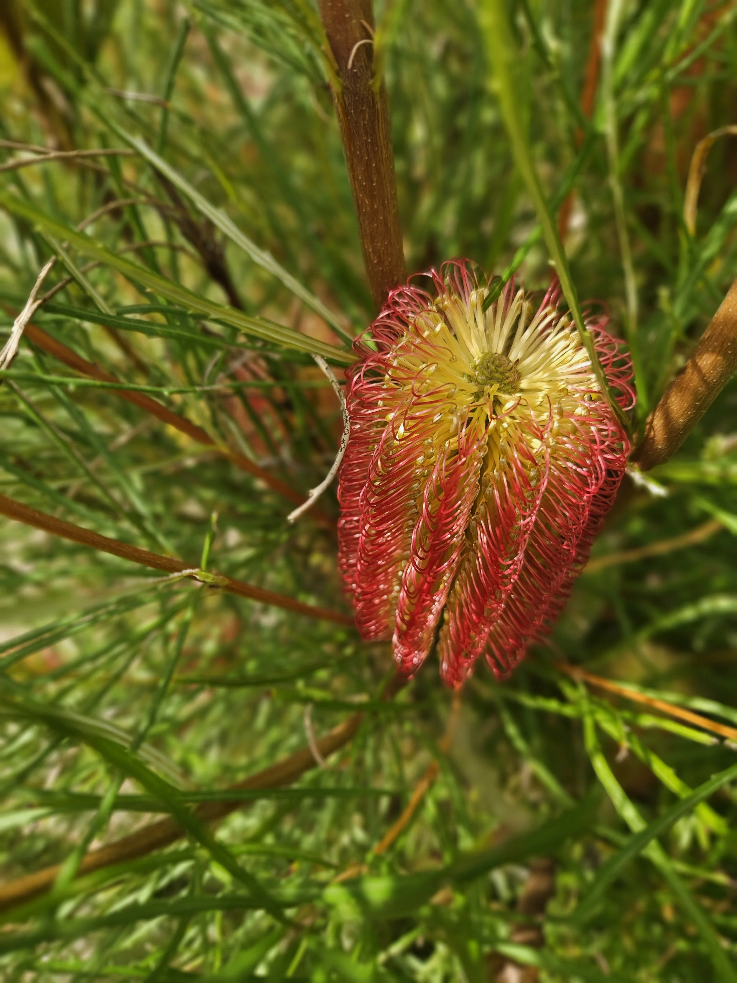 Banksia Red swamp