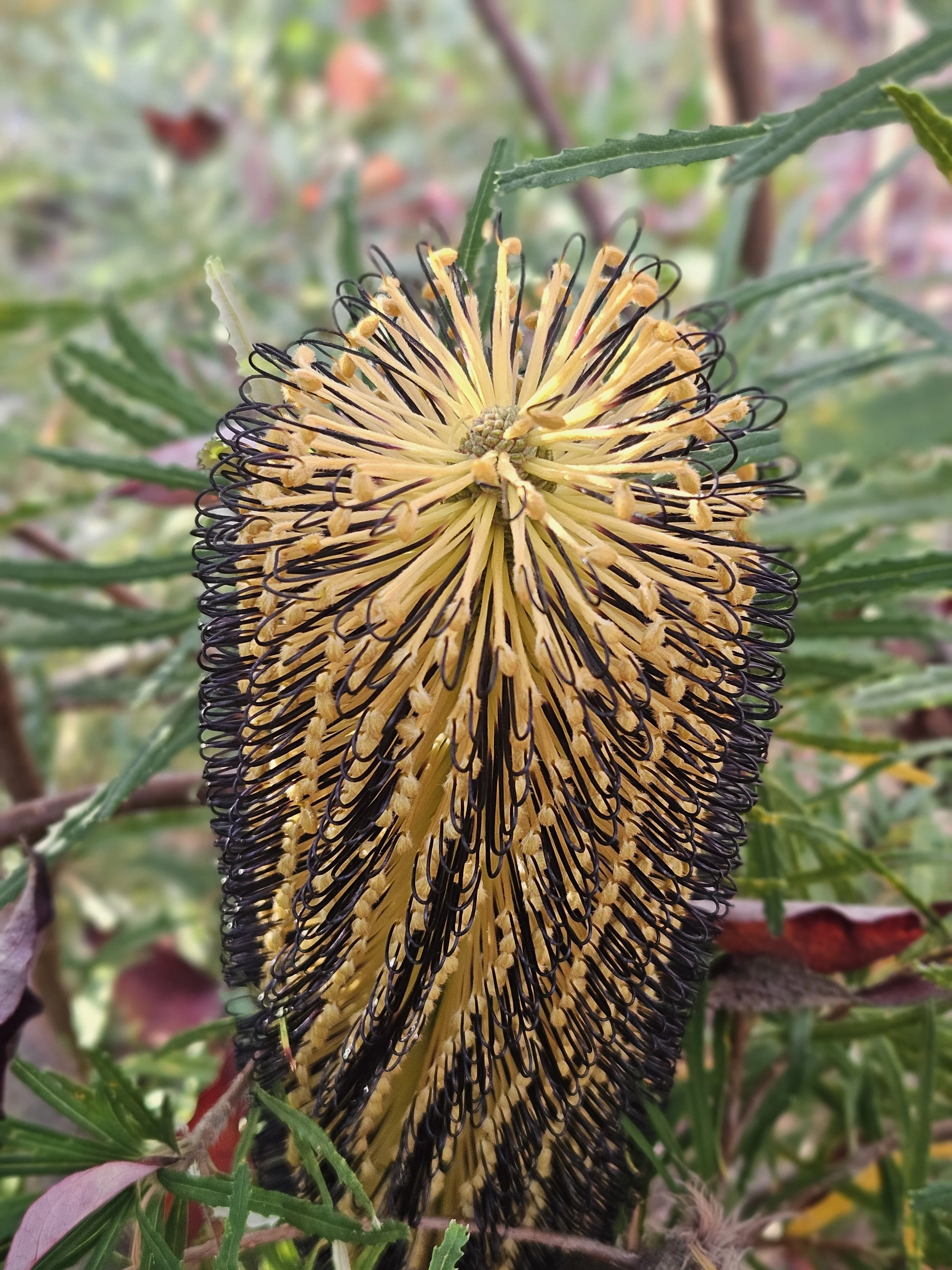 Banksia Black Magic