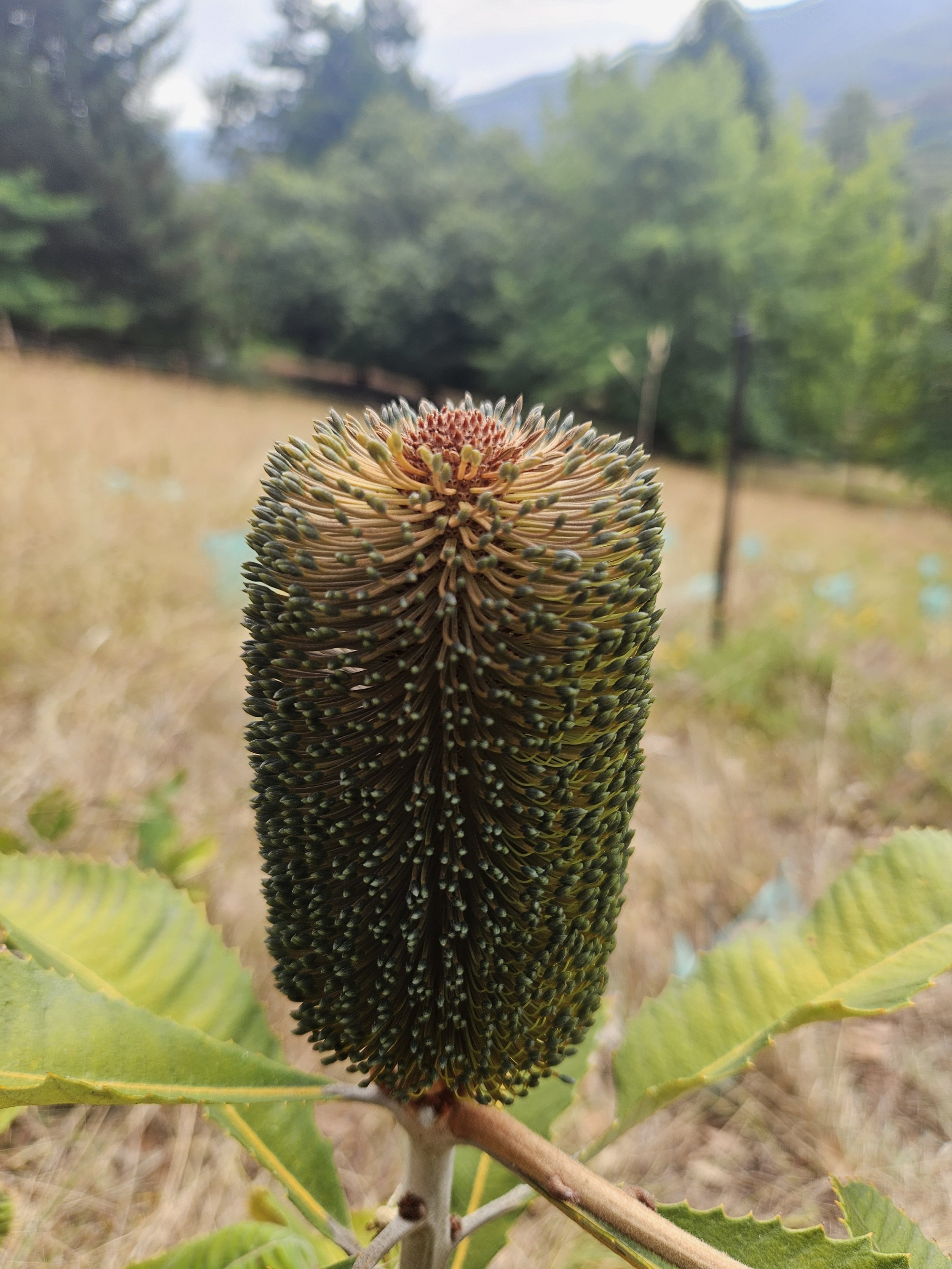 Swamp Banksia