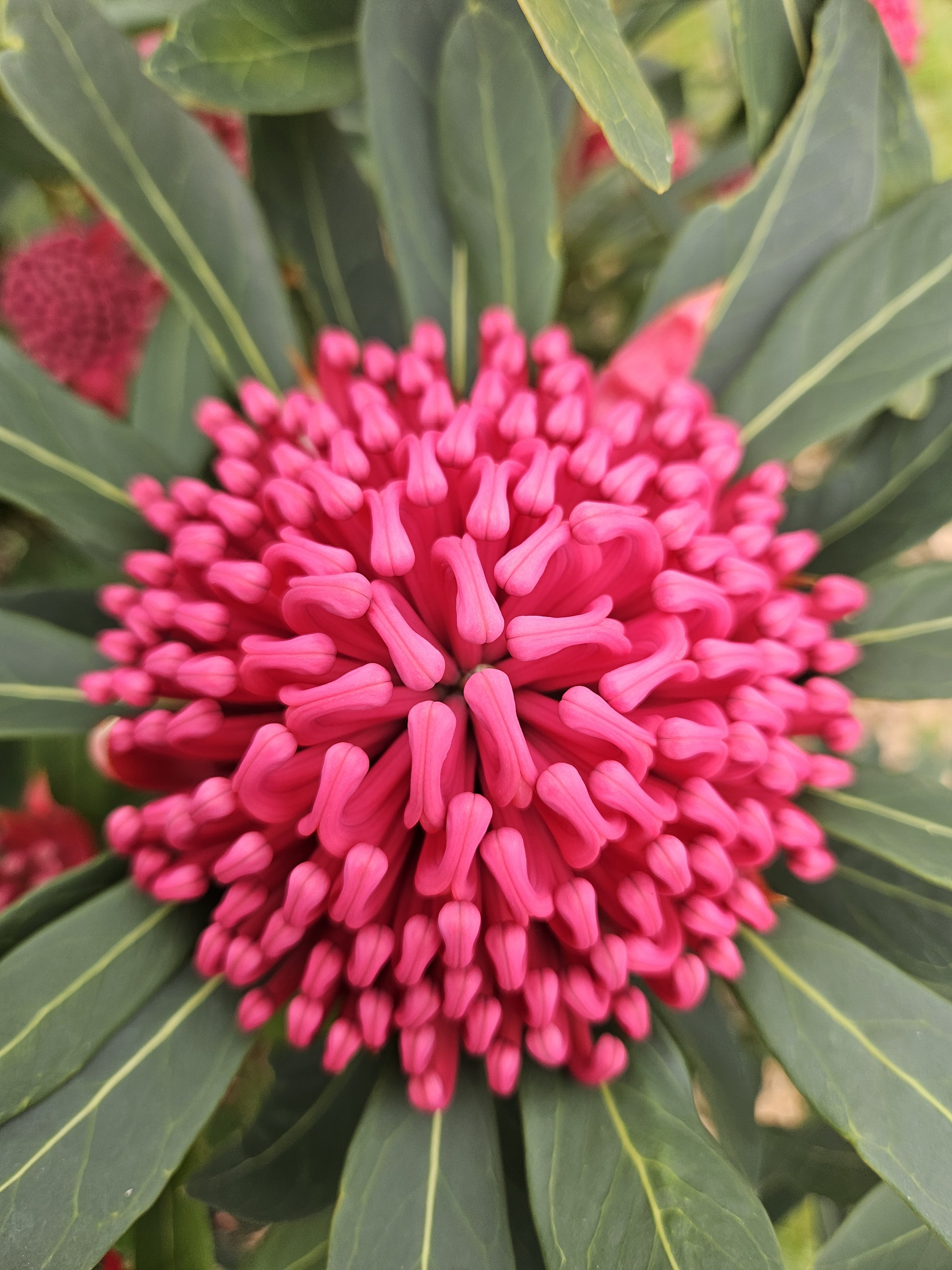birds eye full red waratah.jpg