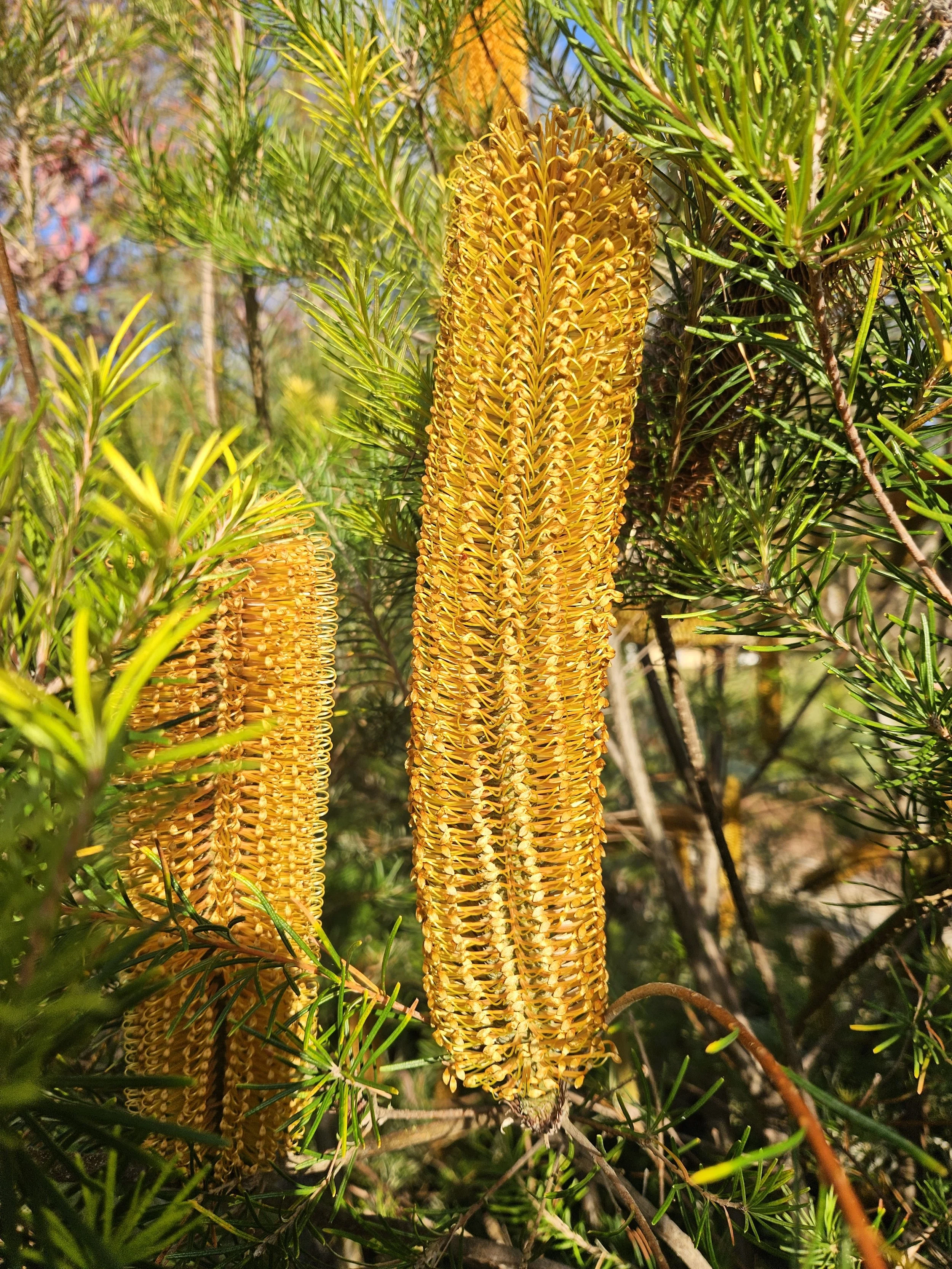 Banksia - Giant Candle