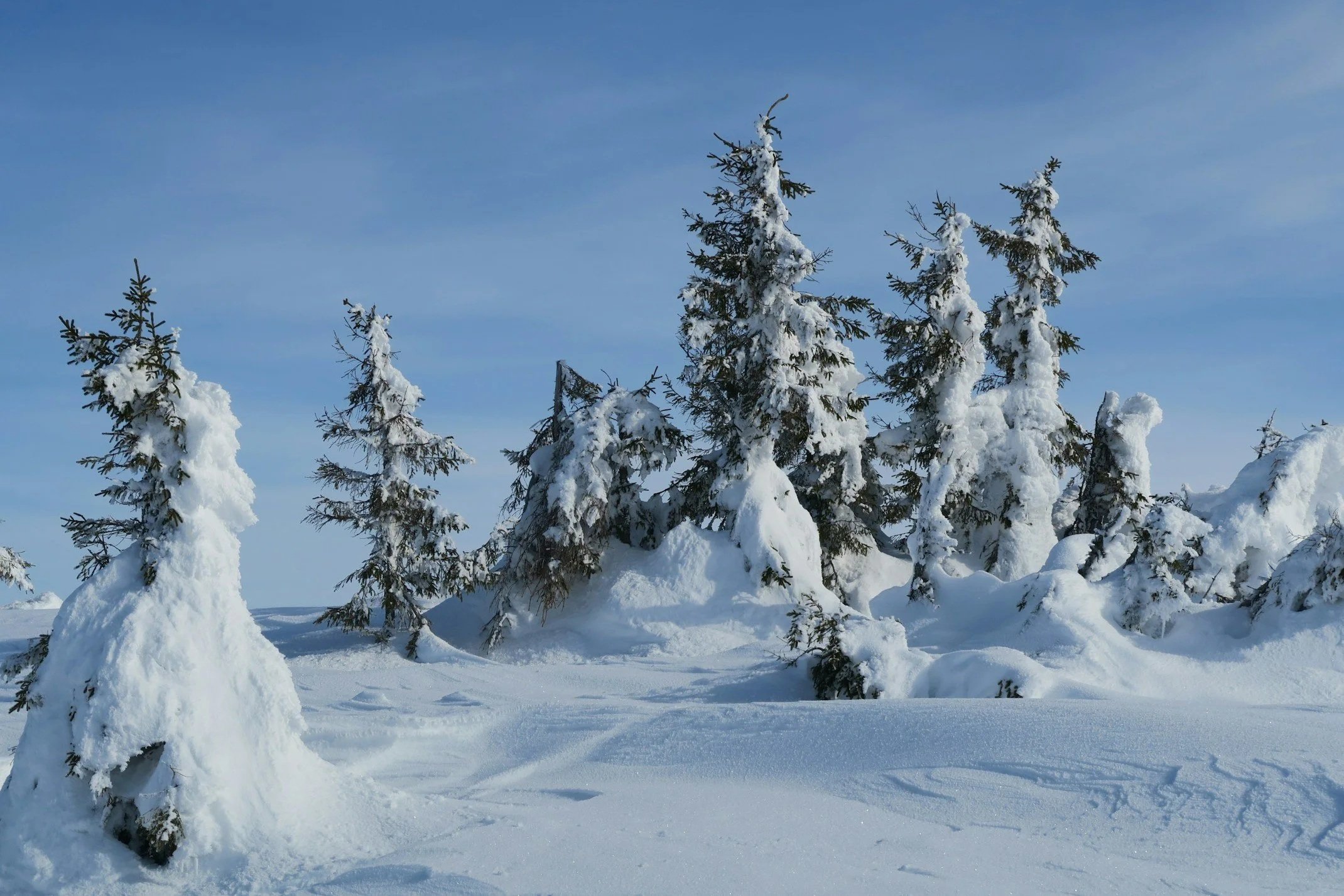 Snow-covered trees also called "snow ghosts" on Whitefish Mountain