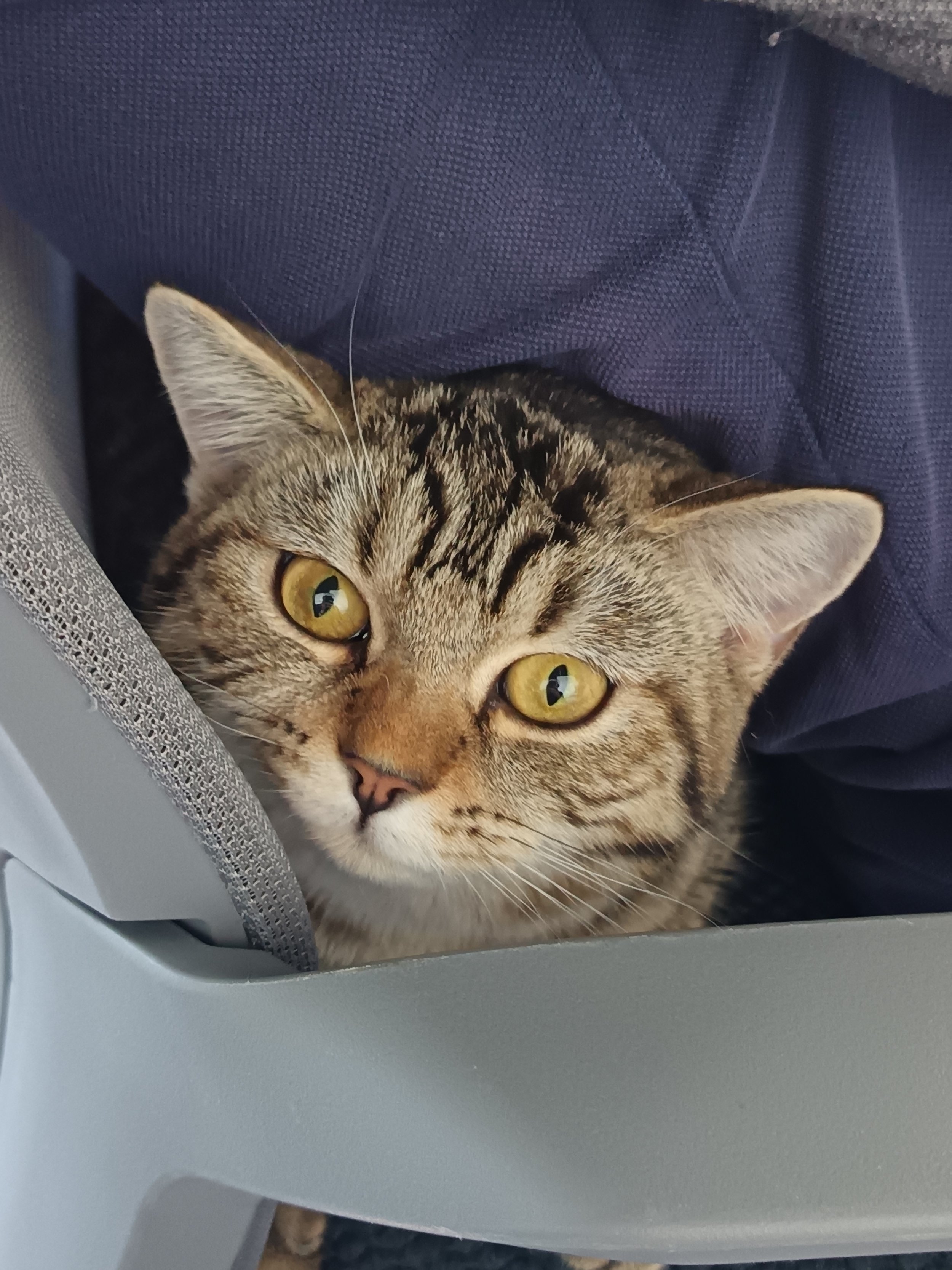 RIP to Our Furry Friend: Juwita