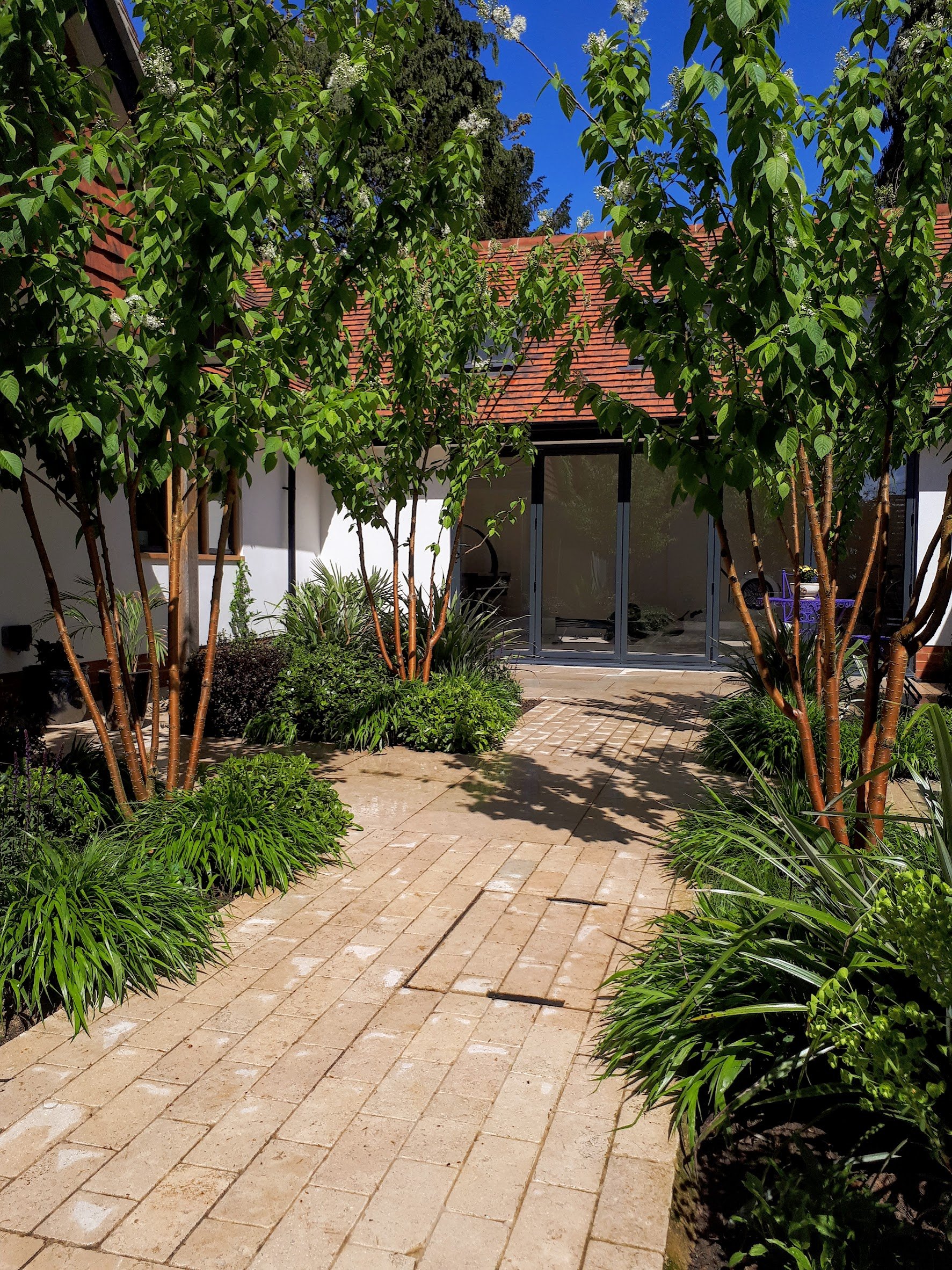 Prunus maackii trees in front courtyard garden