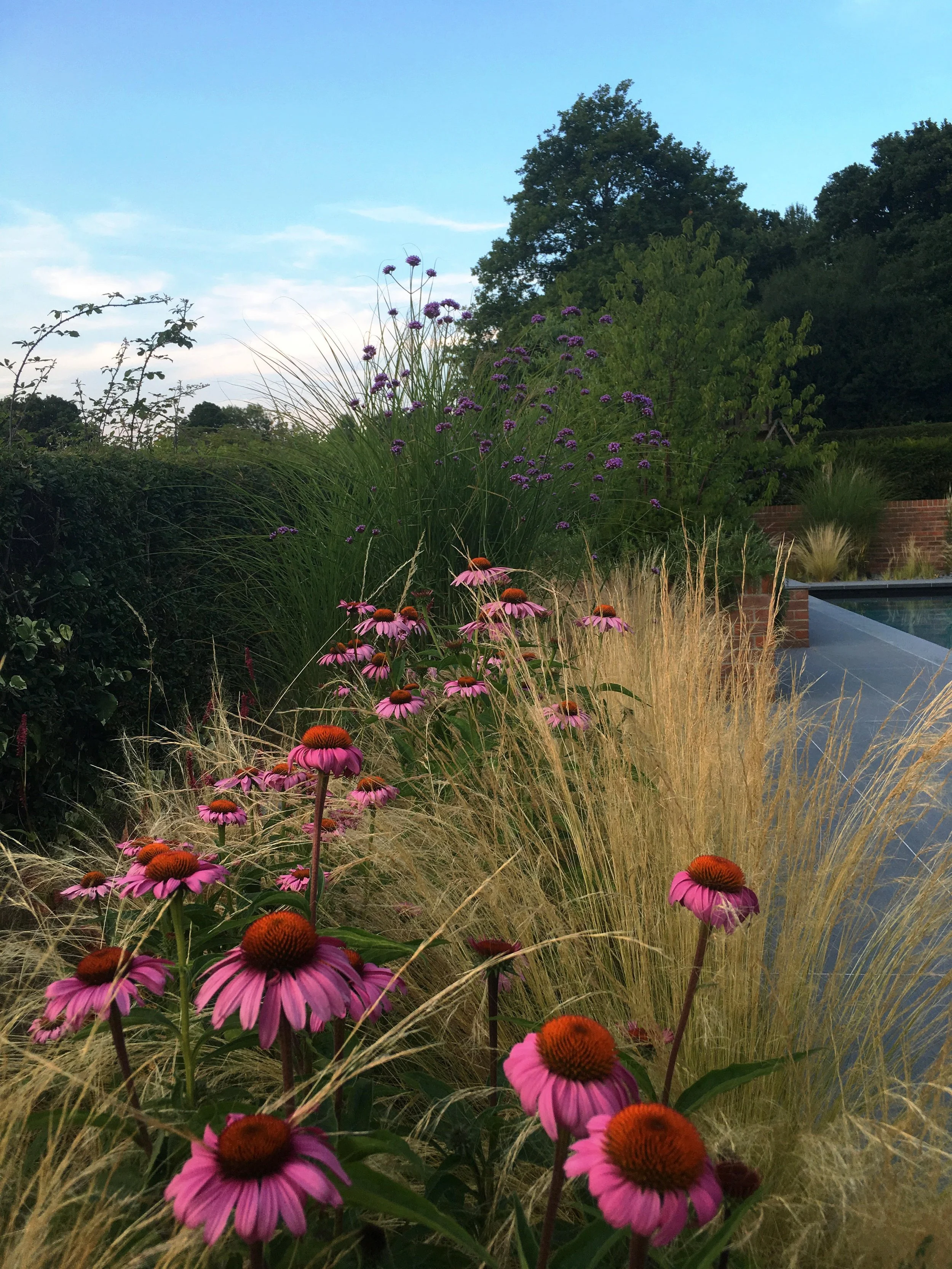 Modern garden planting with grasses and perennials