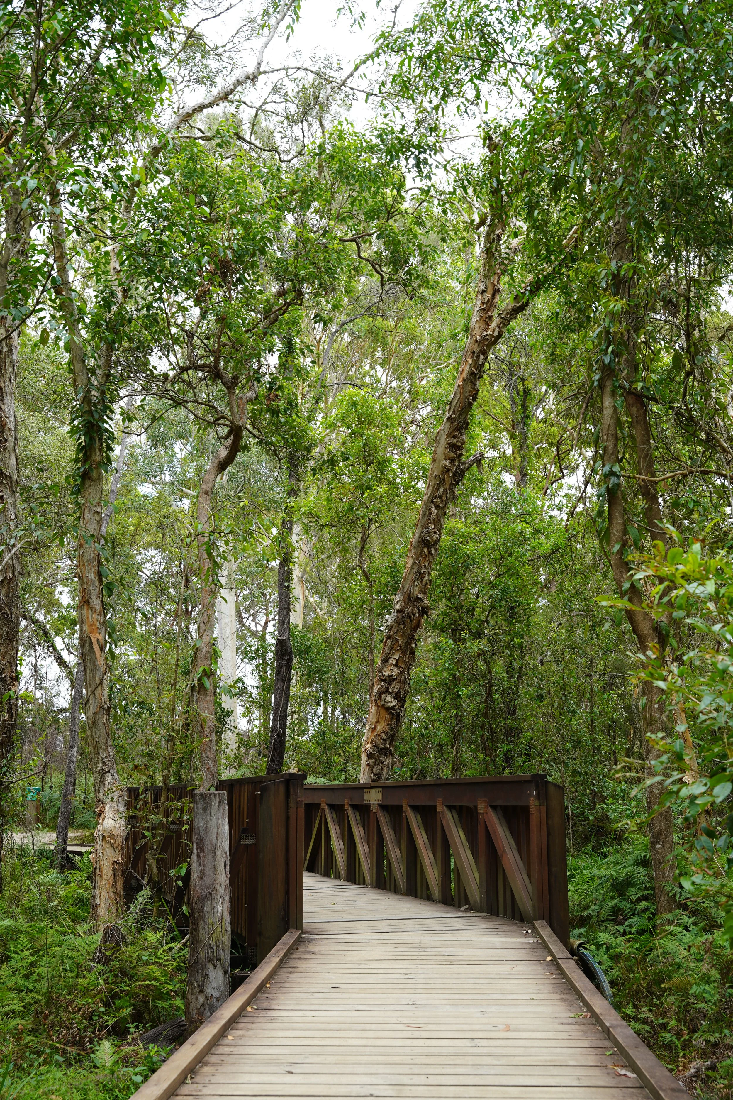 A wooden bridge overgrown with lush green trees and foliage in a dense forest.