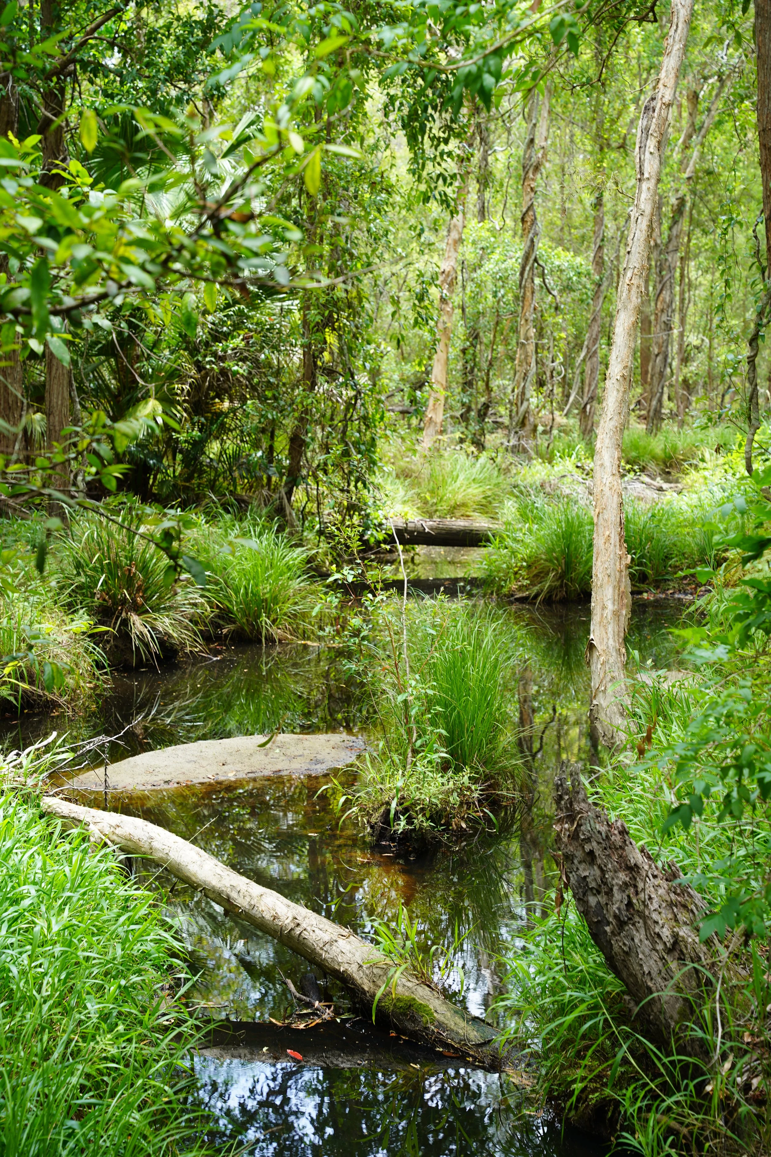 A lush green forest with a small creek running through it, surrounded by trees, shrubs, and grasses.