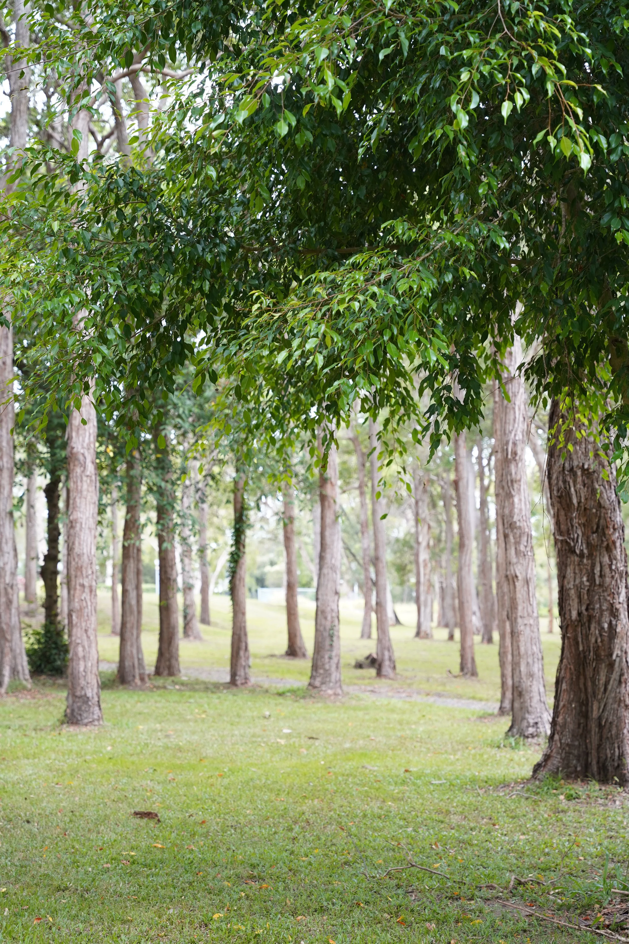 A park with a grassy area and numerous trees, some with thick trunks and leafy canopies.