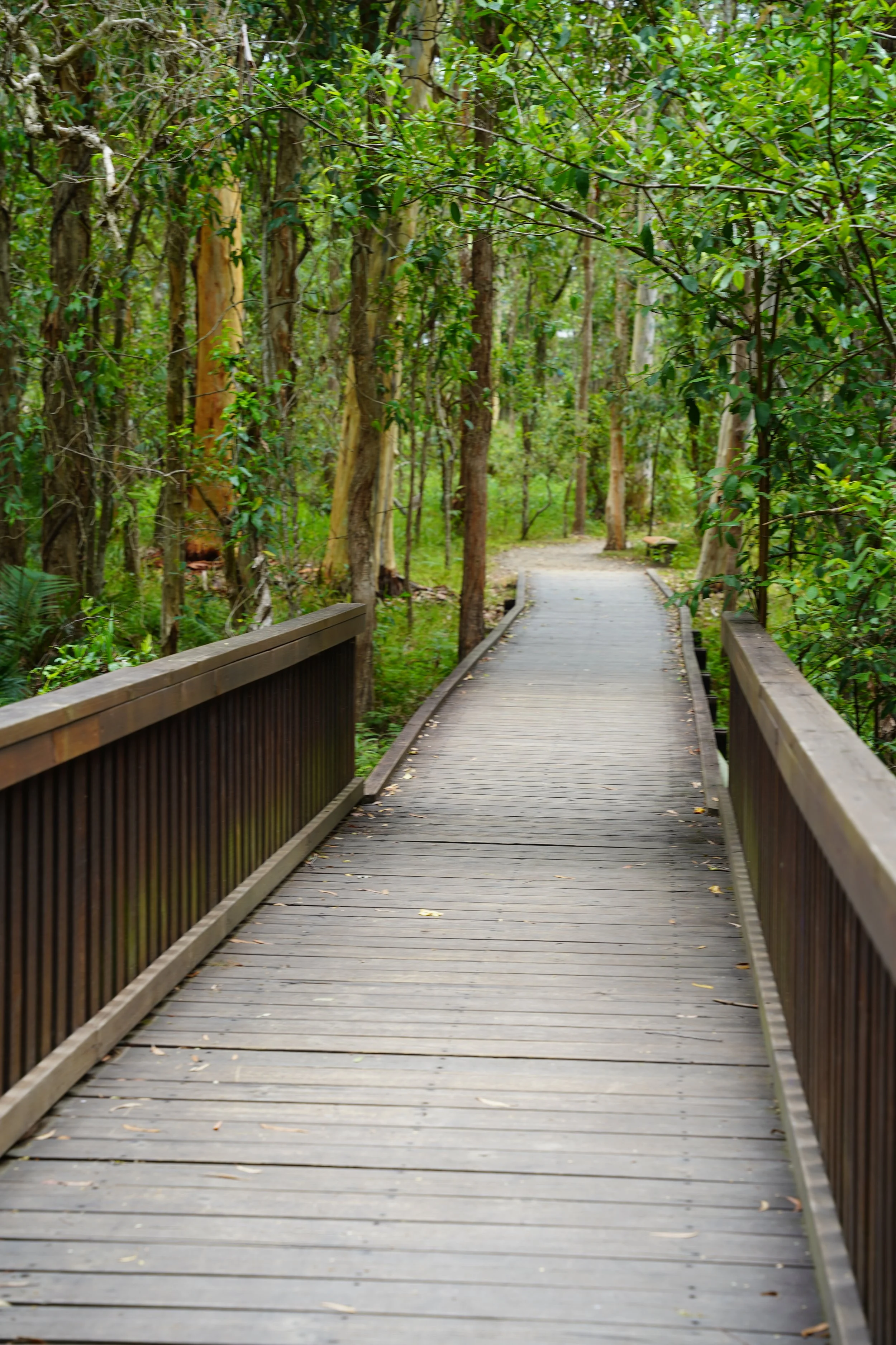 A wooden pathway through a lush green forest.