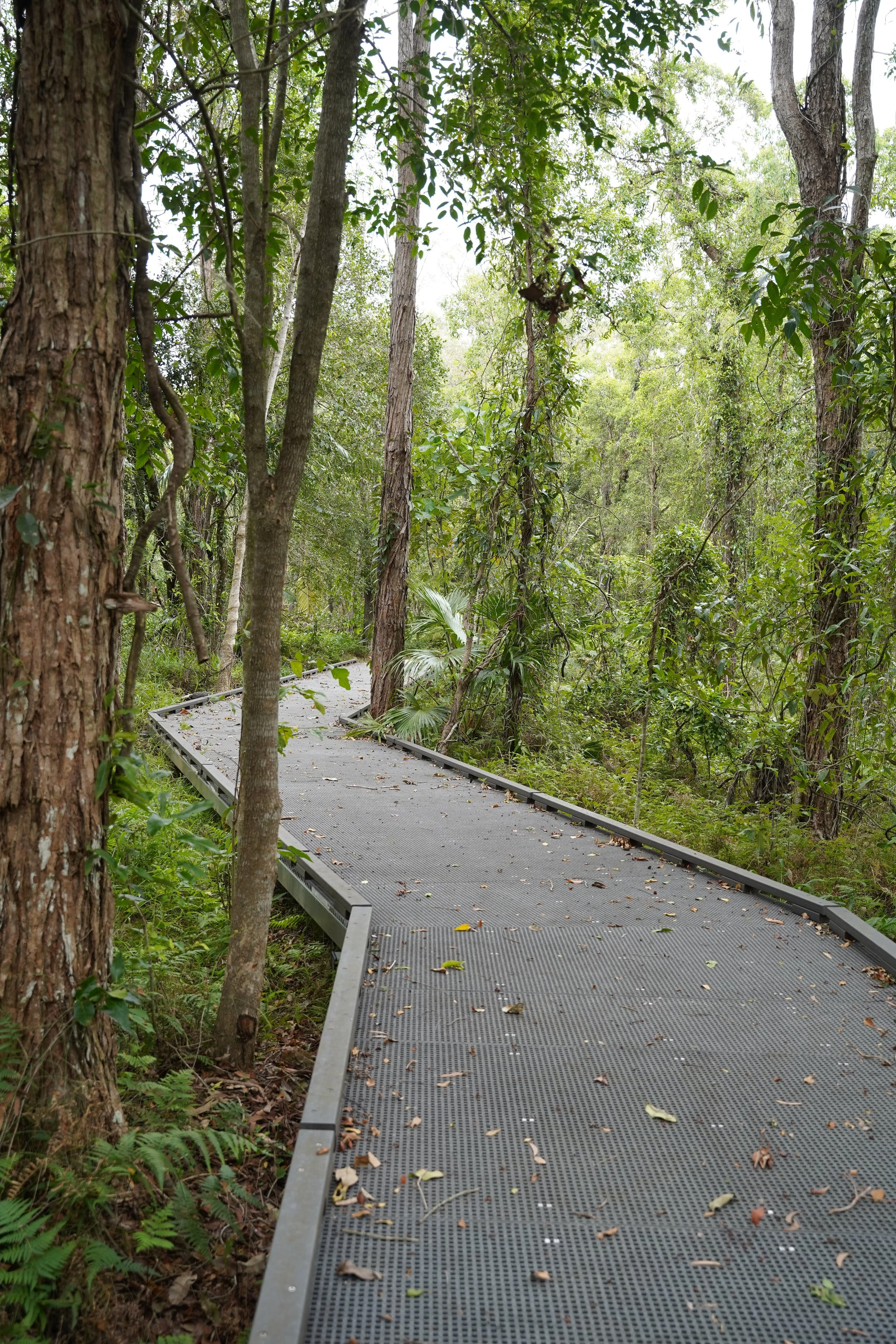 A winding observation deck pathway through a dense forest with green foliage and trees.