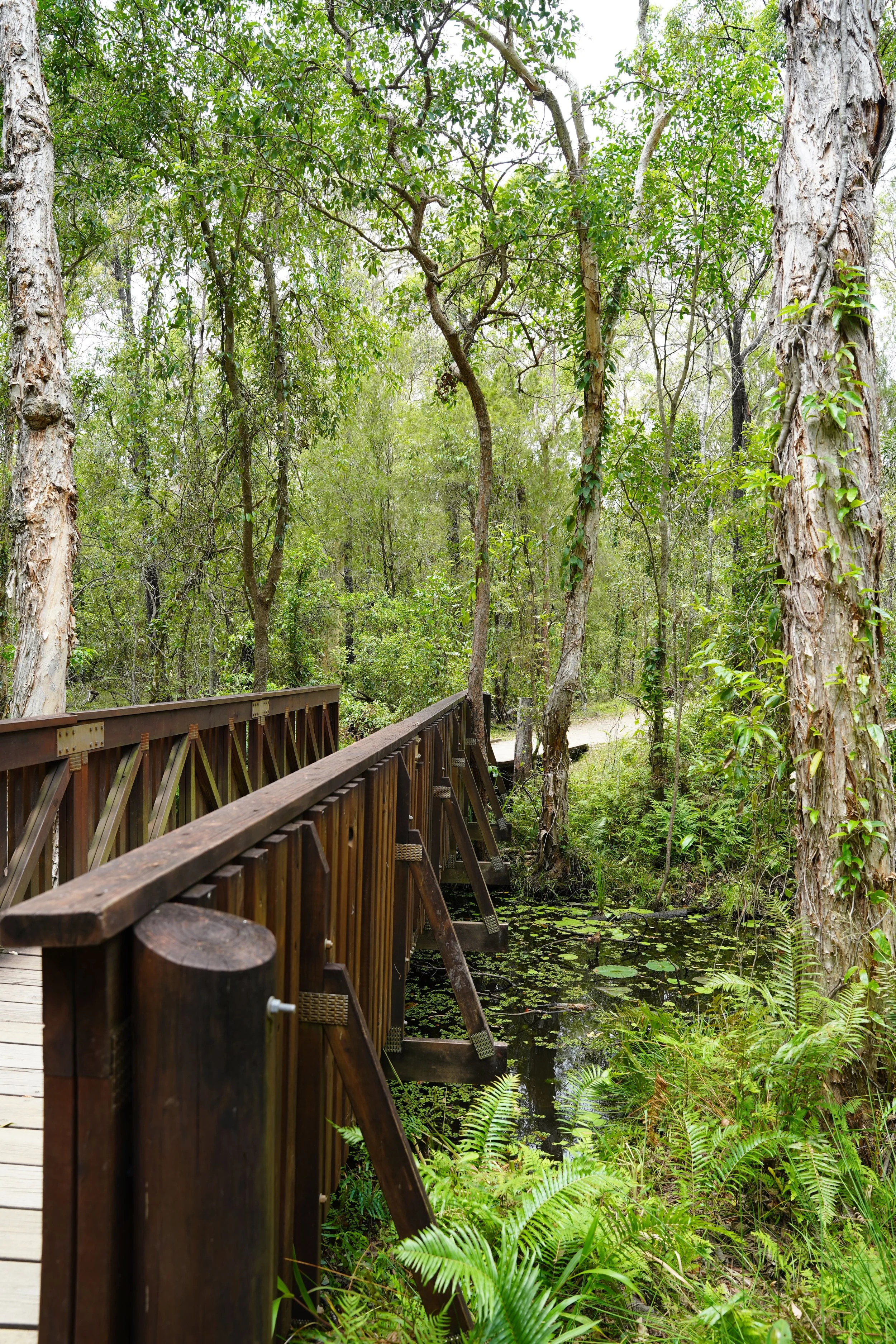Wooden walkway through a lush green forest with tall trees and water lilies in a pond.