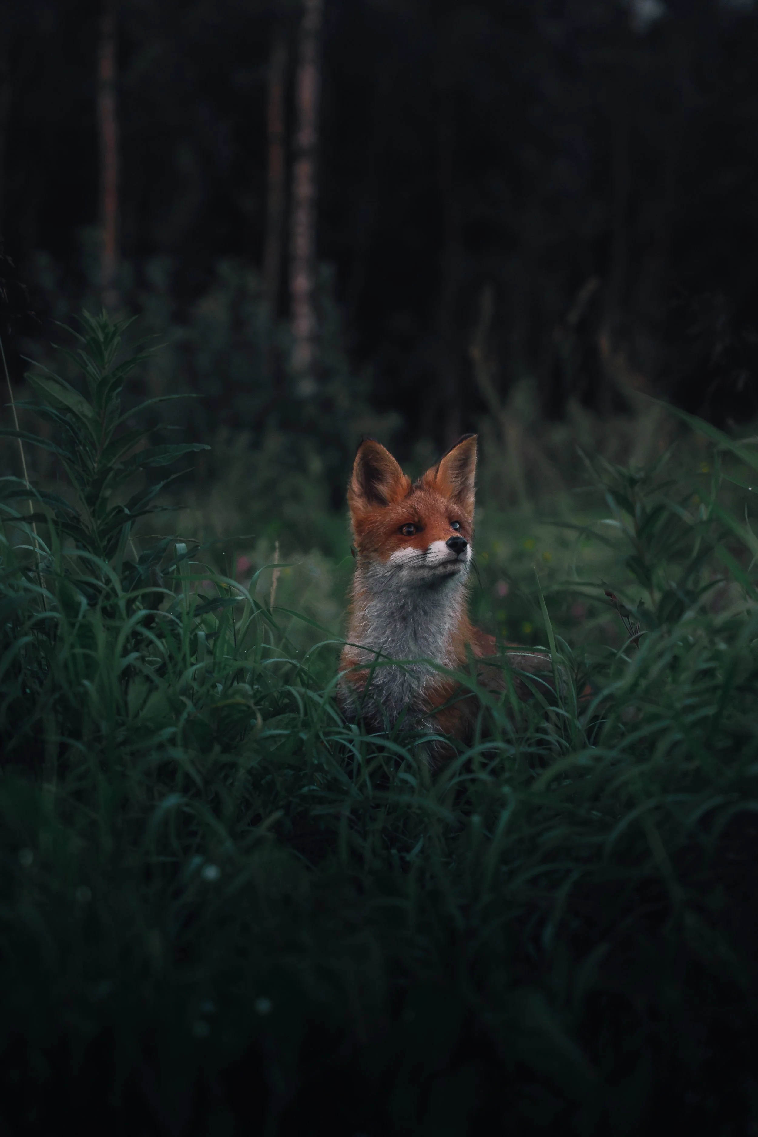 Kettu makaamassa vihreässä kasvillisuudessa metsässä, taustalla pimeitä puita.