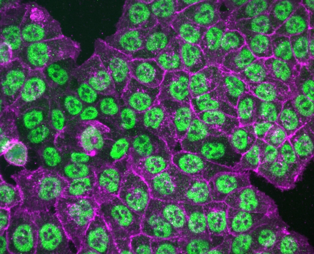 polii_cona_60x copy Large.jpeg