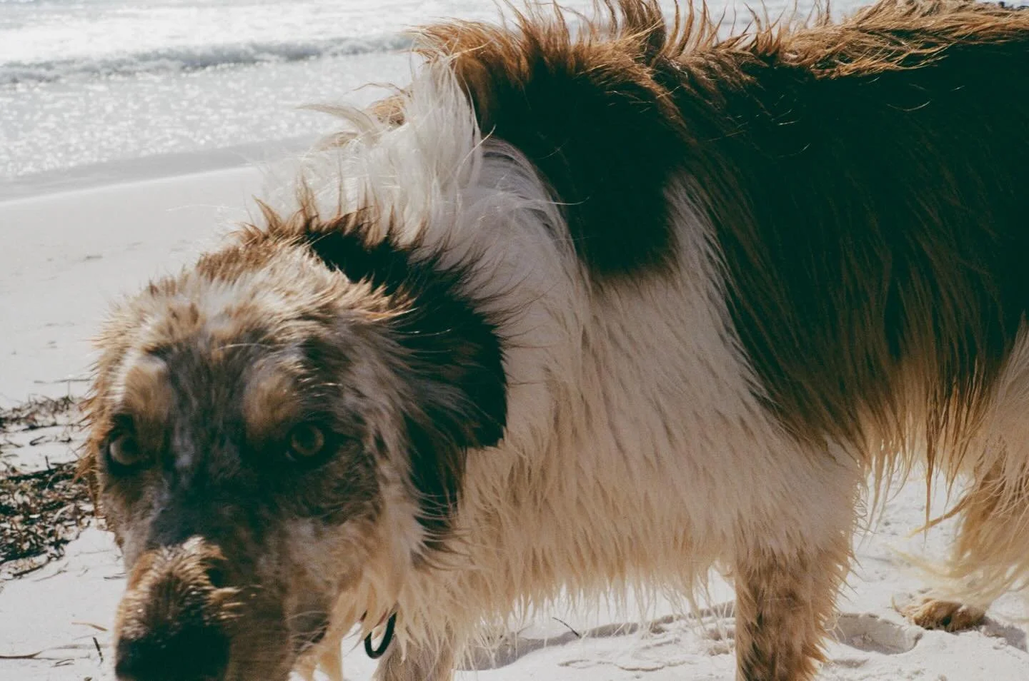 Up close and personal, a chocolate coloured dog has fun in the Albany surf. 

Kodak Gold with my Pentax K-1000 
Dev &amp; scan @focuspocuslab 

#perthisok #perthphotographer #kodakgold #australianshepard #australianphotographer
