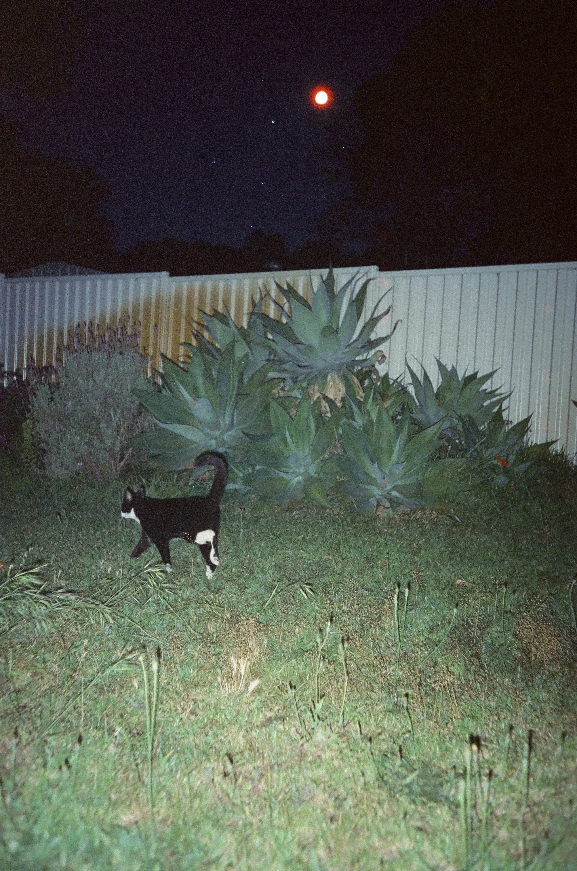 peeo and the moon.jpg