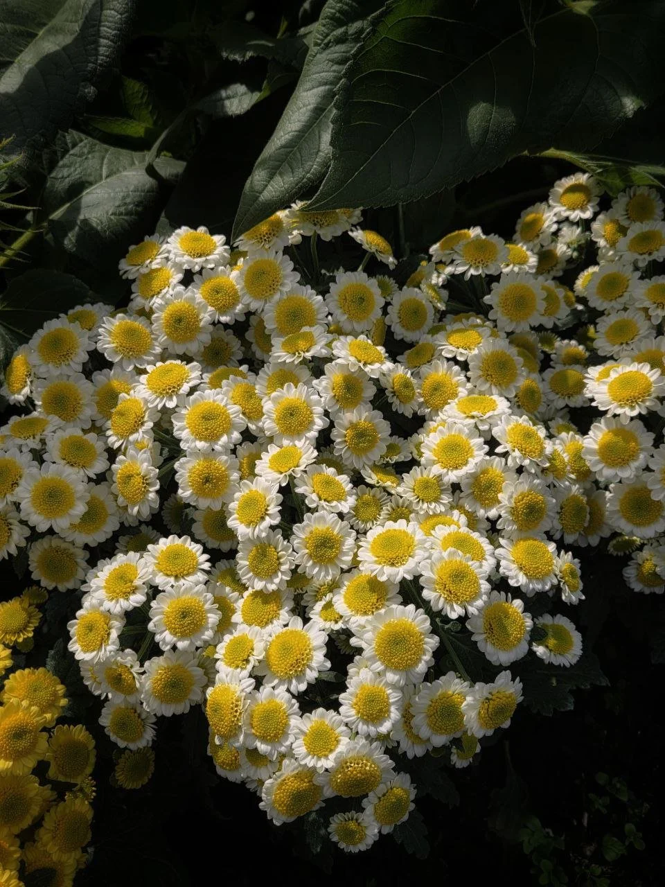 photo_2026-01-23_00-48-52 (4).jpg