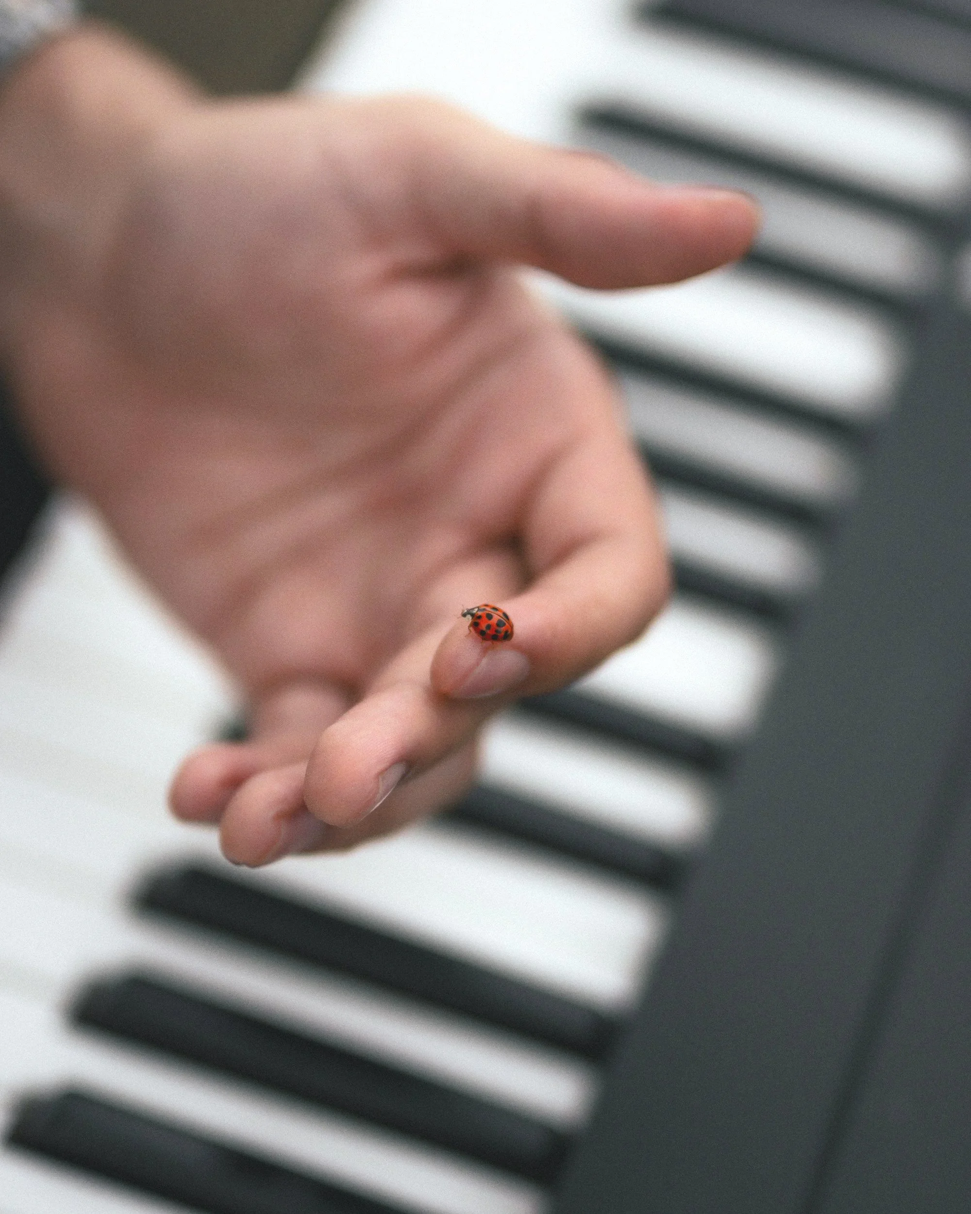 Making contact between hand with a ladybug (nature) on the finger near a keyboard (musical),
