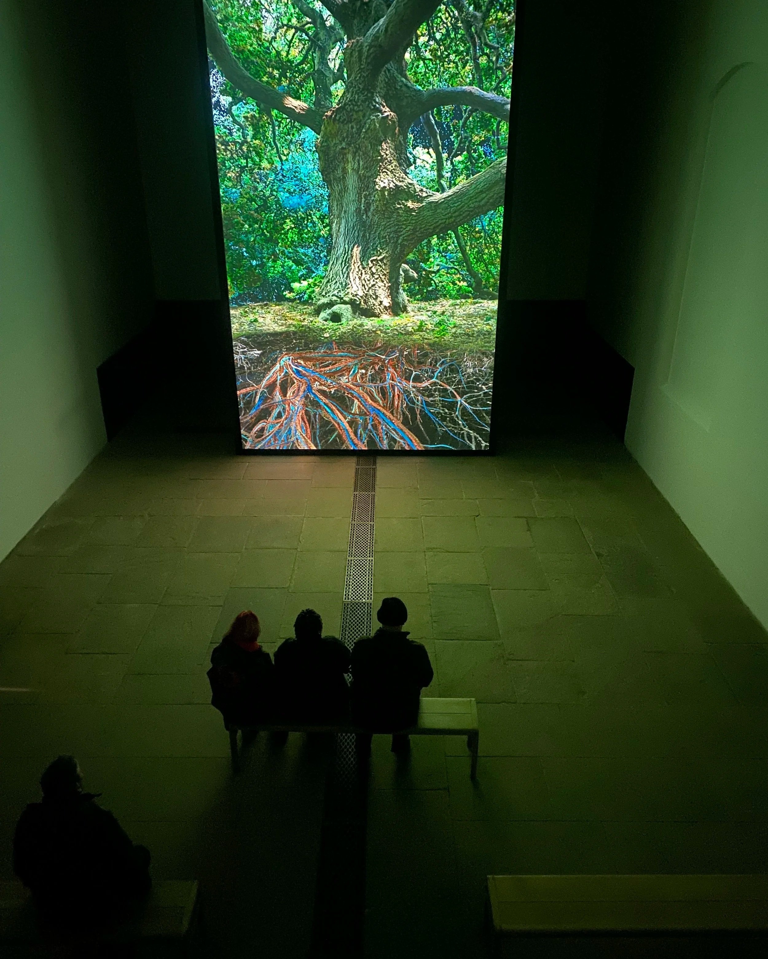 Three people sit on a bench in front of a large screen showing a projection of an image of a tree, with its roots visible underground.
