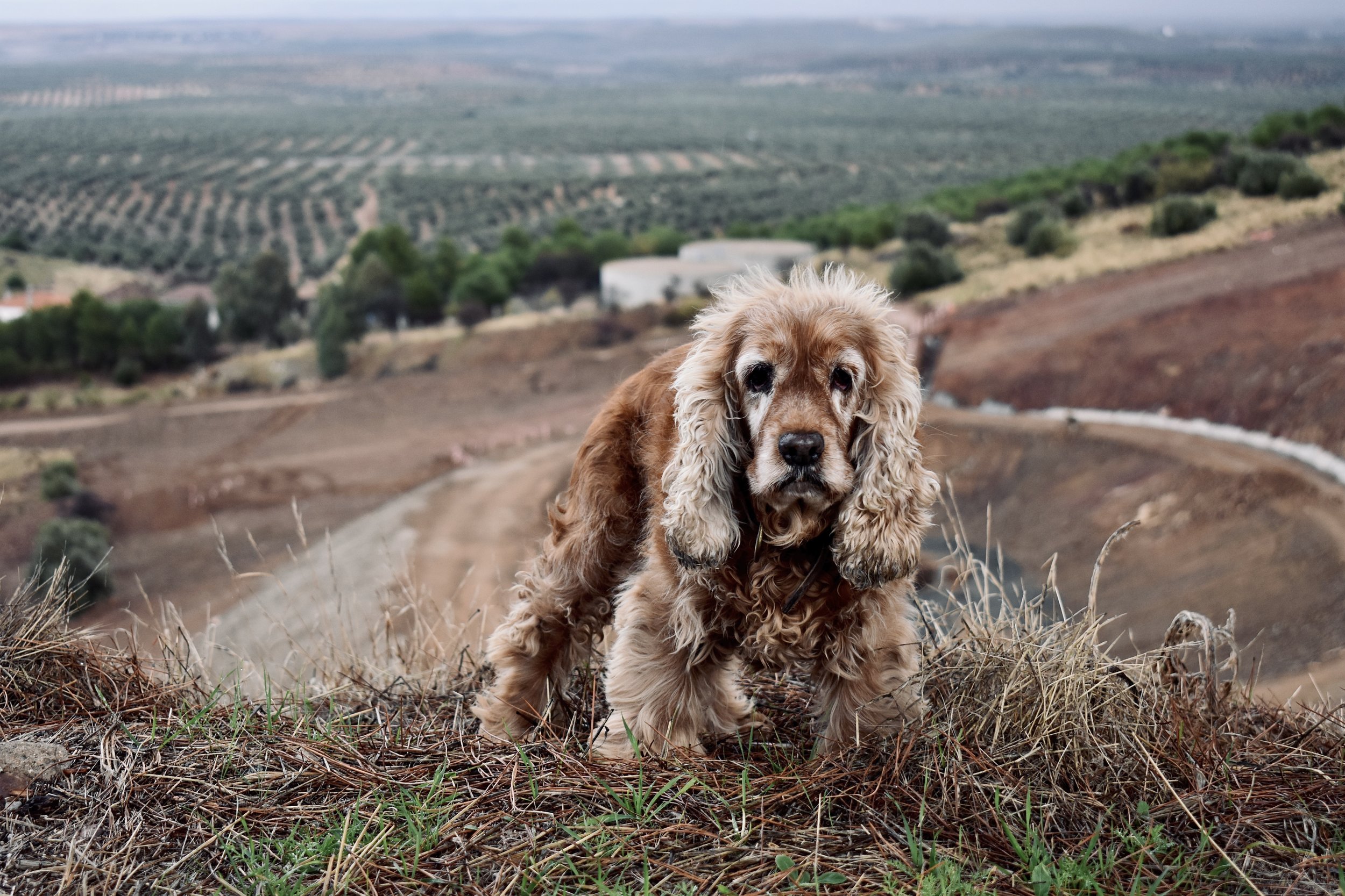 Reportajes de mascotas